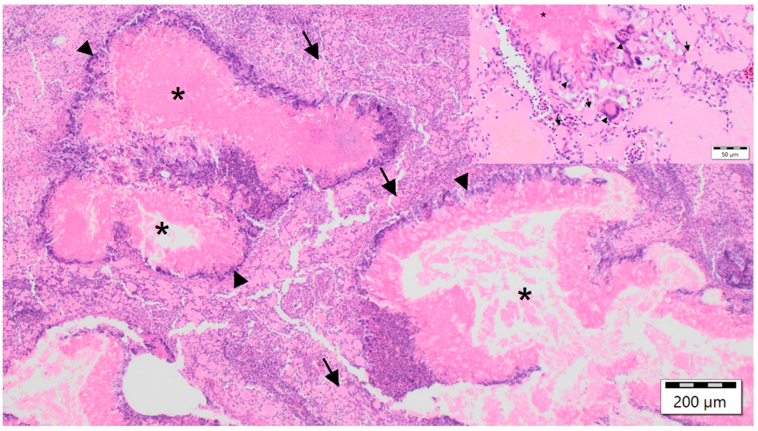 Animals 12 02316 g003