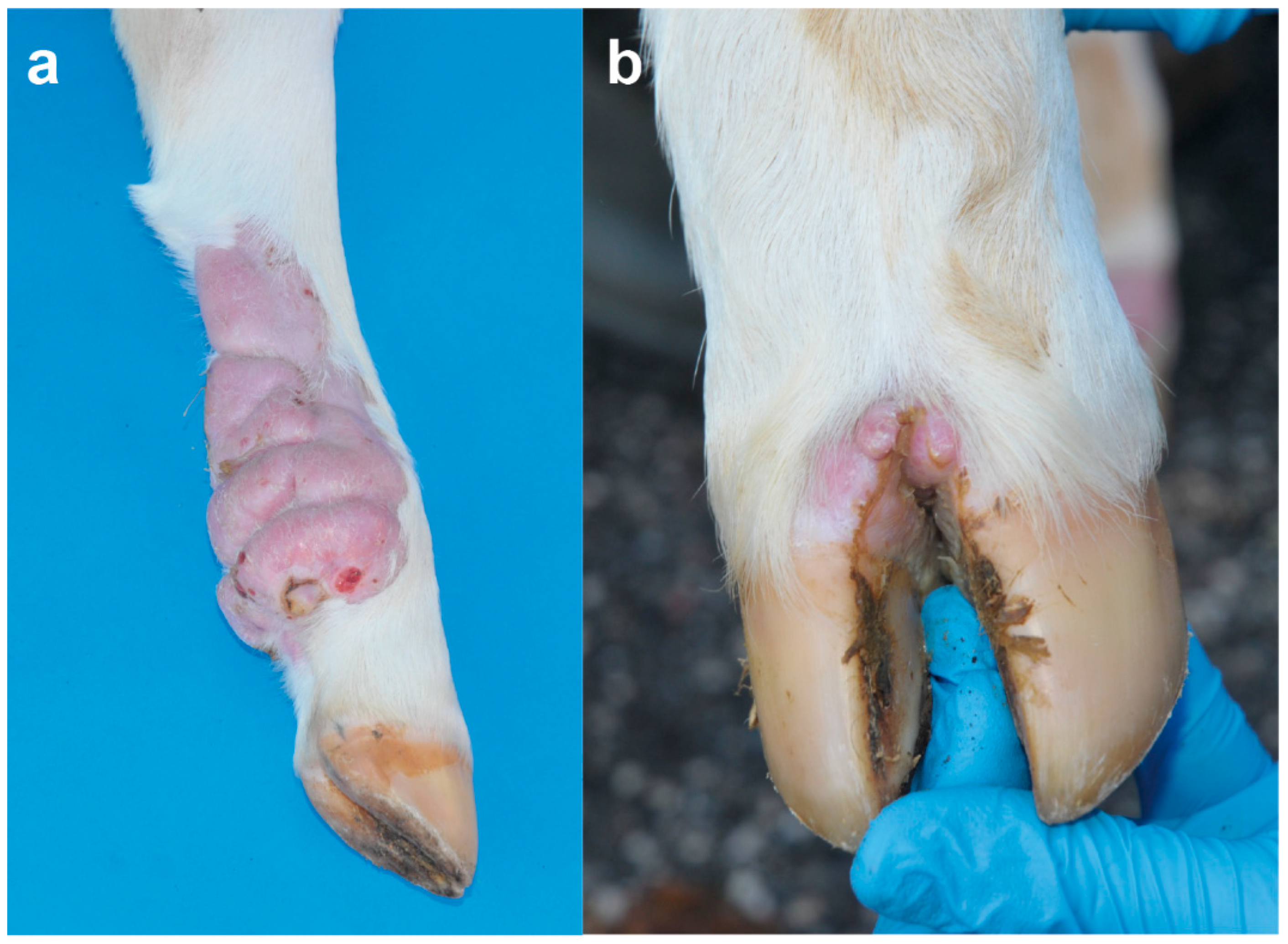 Animals 12 02329 g002 550