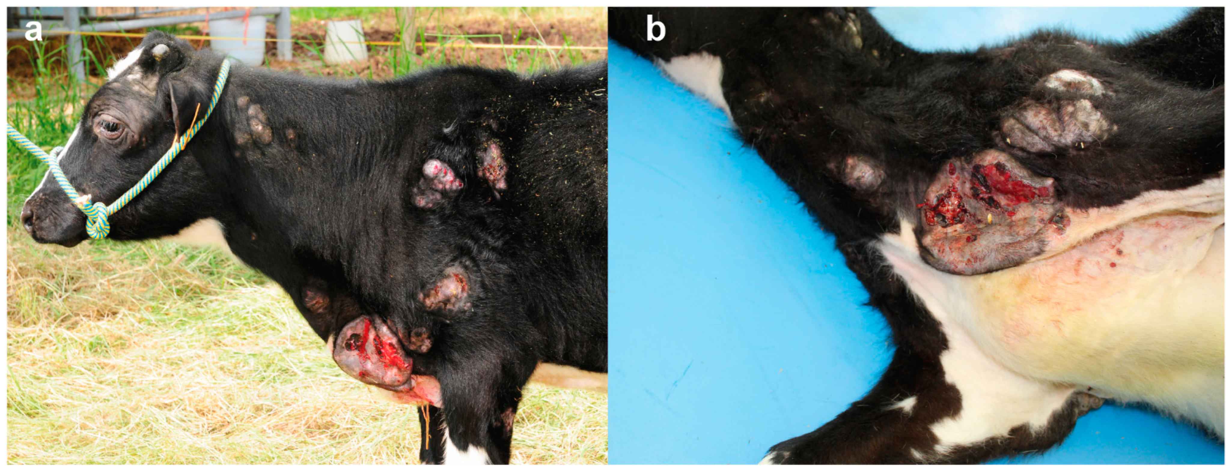 Animals 12 02329 g003 550