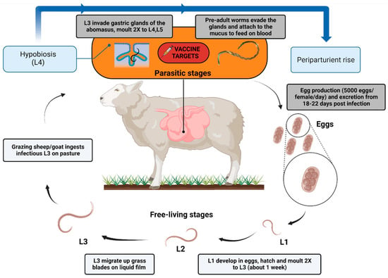 Animals | Free Full-Text | Haemonchosis in Sheep and Goats, Control  Strategies and Development of Vaccines against Haemonchus contortus