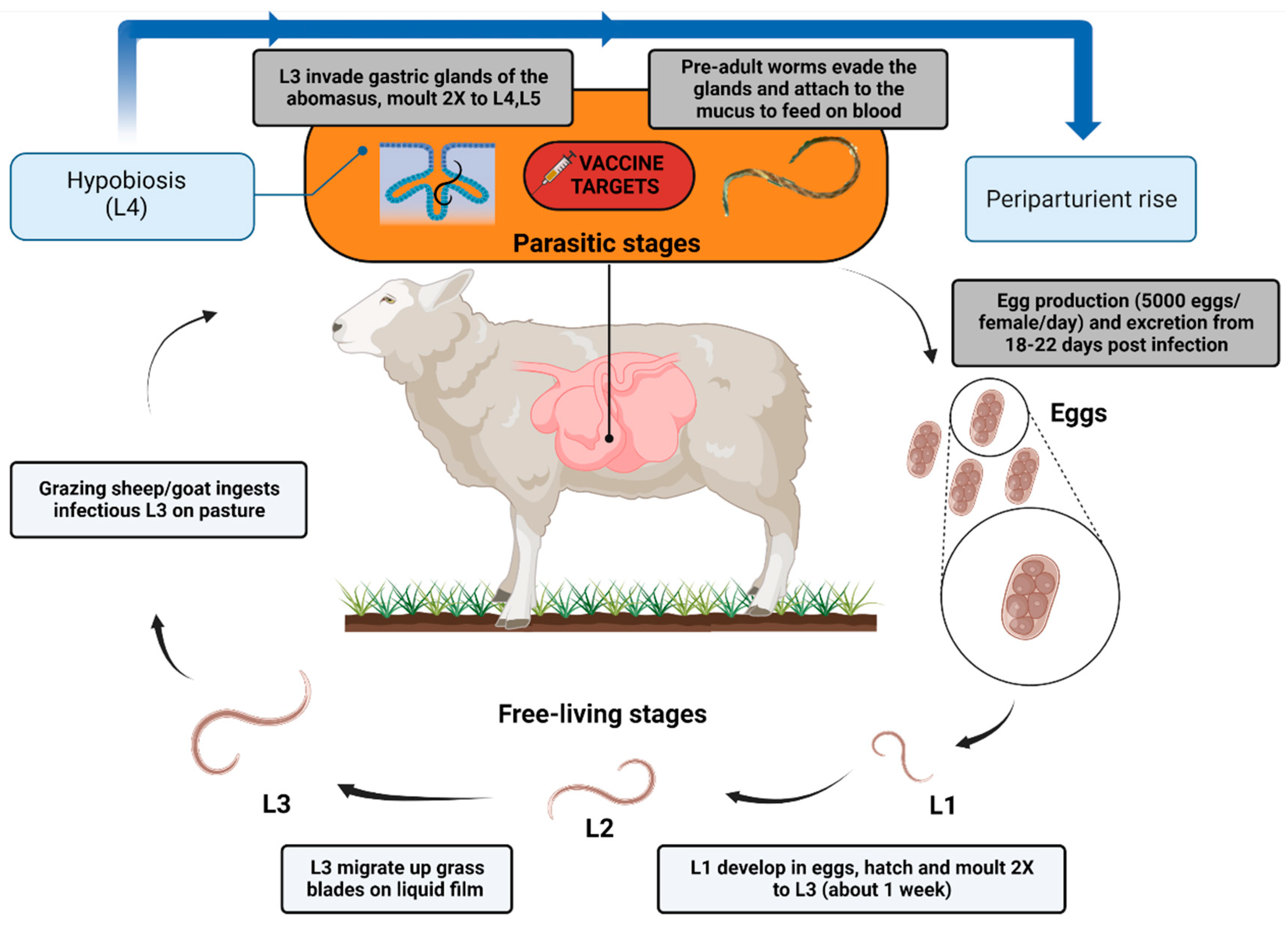 Animals | Free Full-Text | Haemonchosis in Sheep and Goats, Control Strategies and Development of Vaccines against Haemonchus contortus Animals | Free Full-Text | Haemonchosis in Sheep and Goats, Control Strategies and Development of Vaccines against Haemonchus contortus