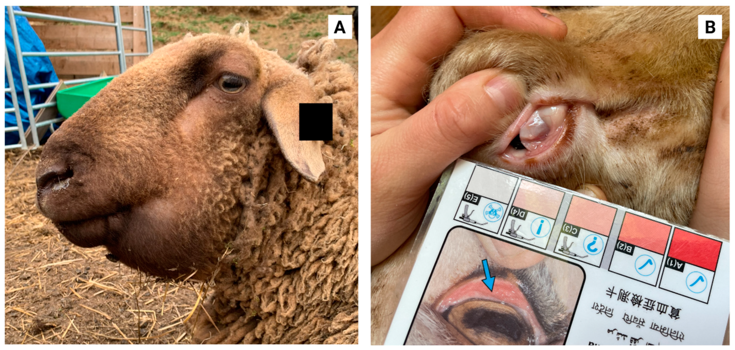 Fivet Animal Health - Protect your sheep and goats from nasal worm that  develops from bot flies this season. Sheep and goats react strongly to the  presence of nasal worm, they shake