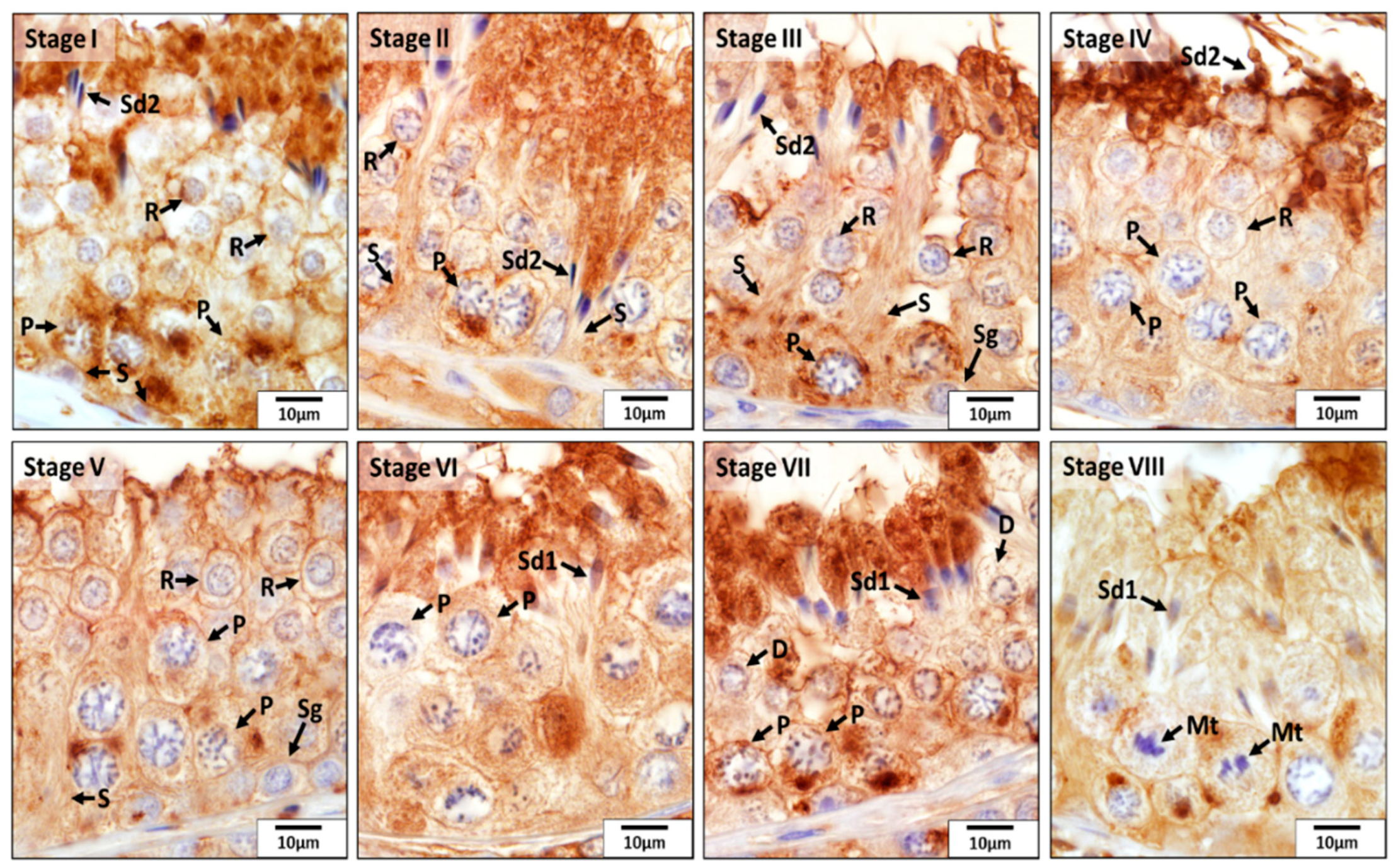 Animals 12 02343 g002 Animals 12 02343 g002