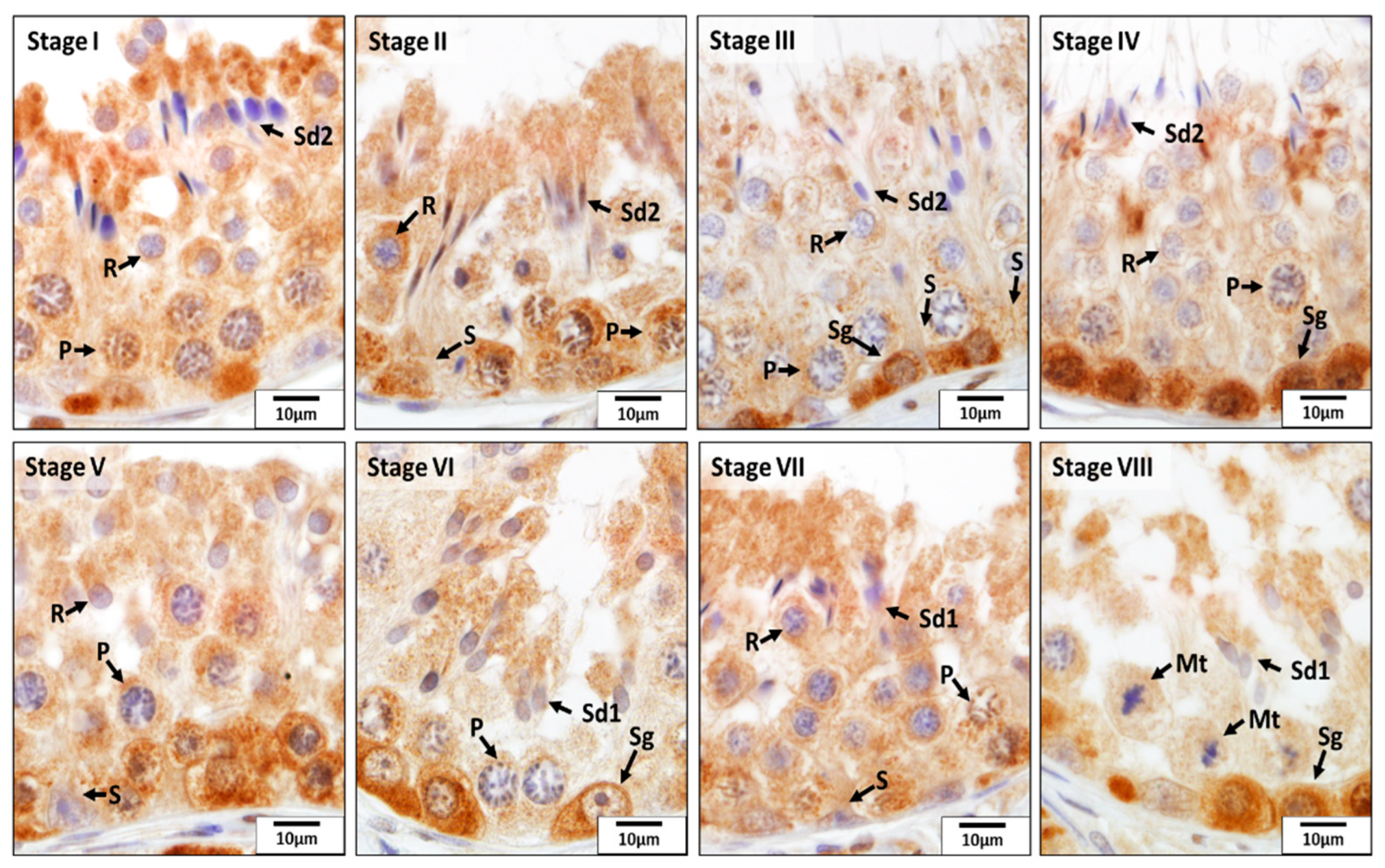 Animals 12 02343 g010 Animals 12 02343 g010