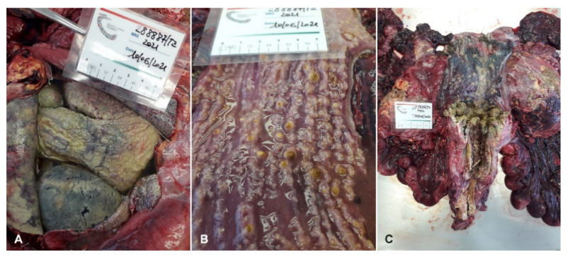 Animals 12 02364 g001 Animals 12 02364 g001