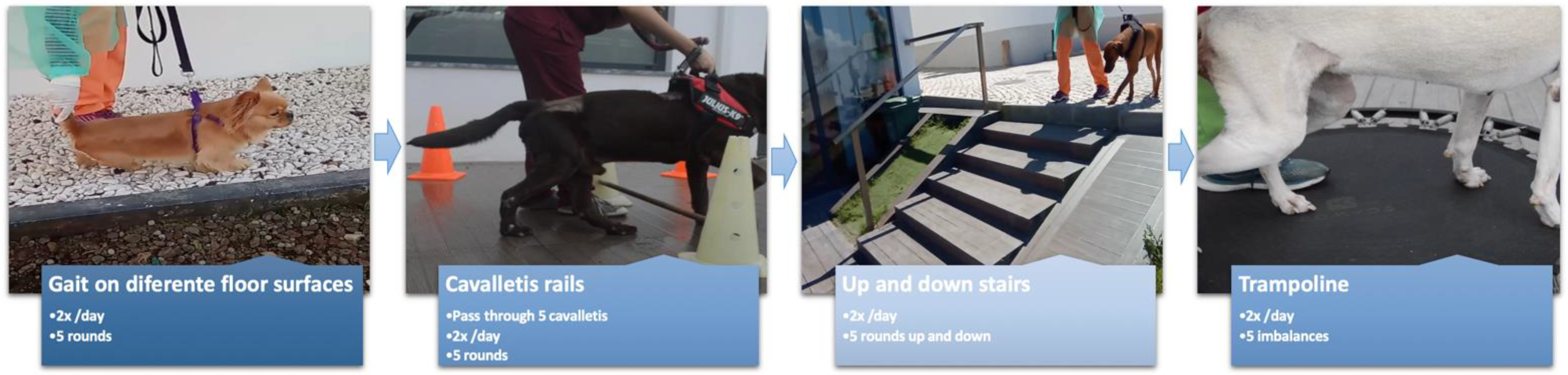 Animals 12 02369 g009 Animals 12 02369 g009