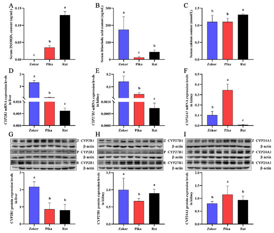 Vitamin D3 Metabolic Enzymes in Plateau Zokor (Myospalax