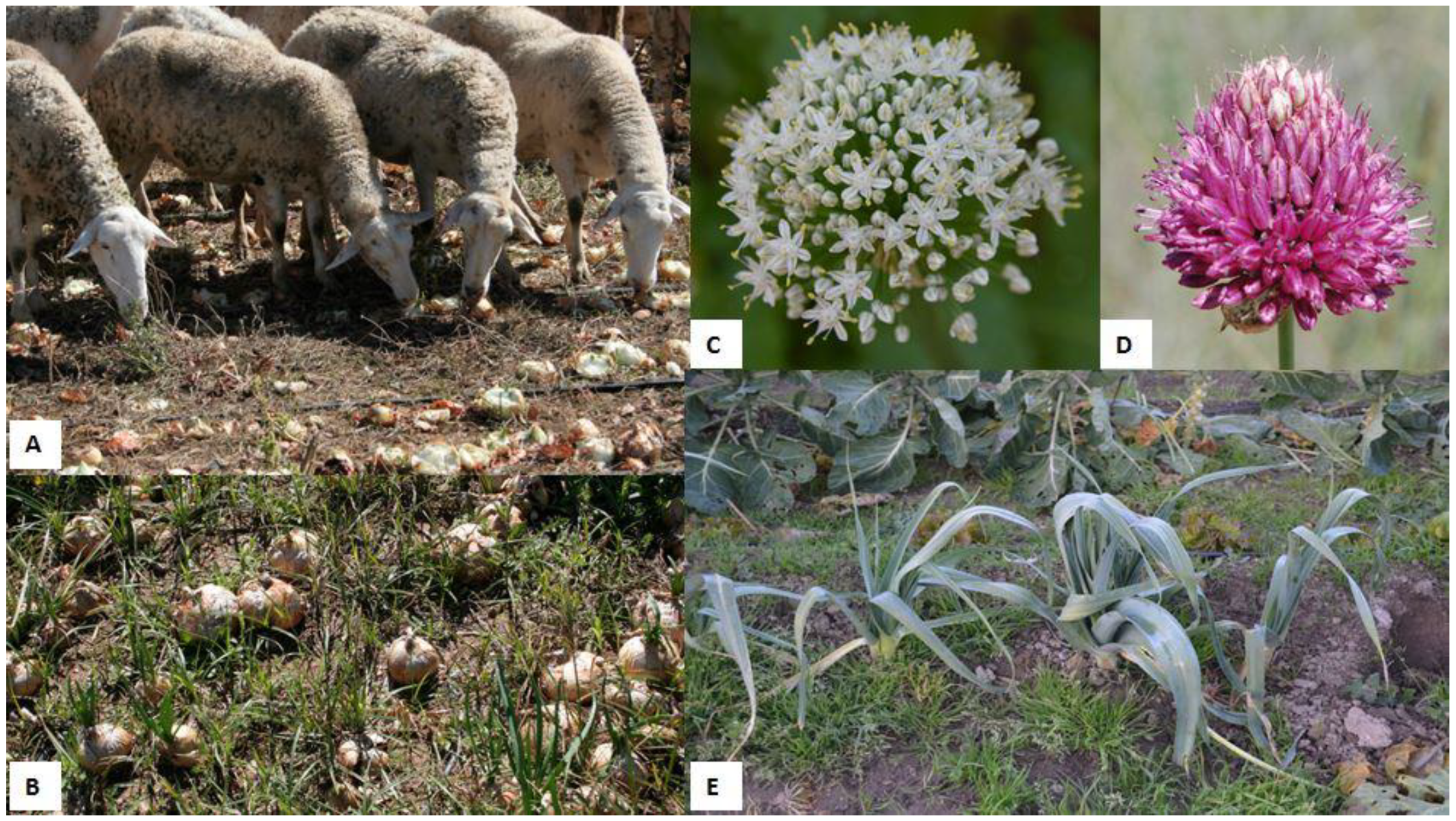 Animals 12 02373 g002 550