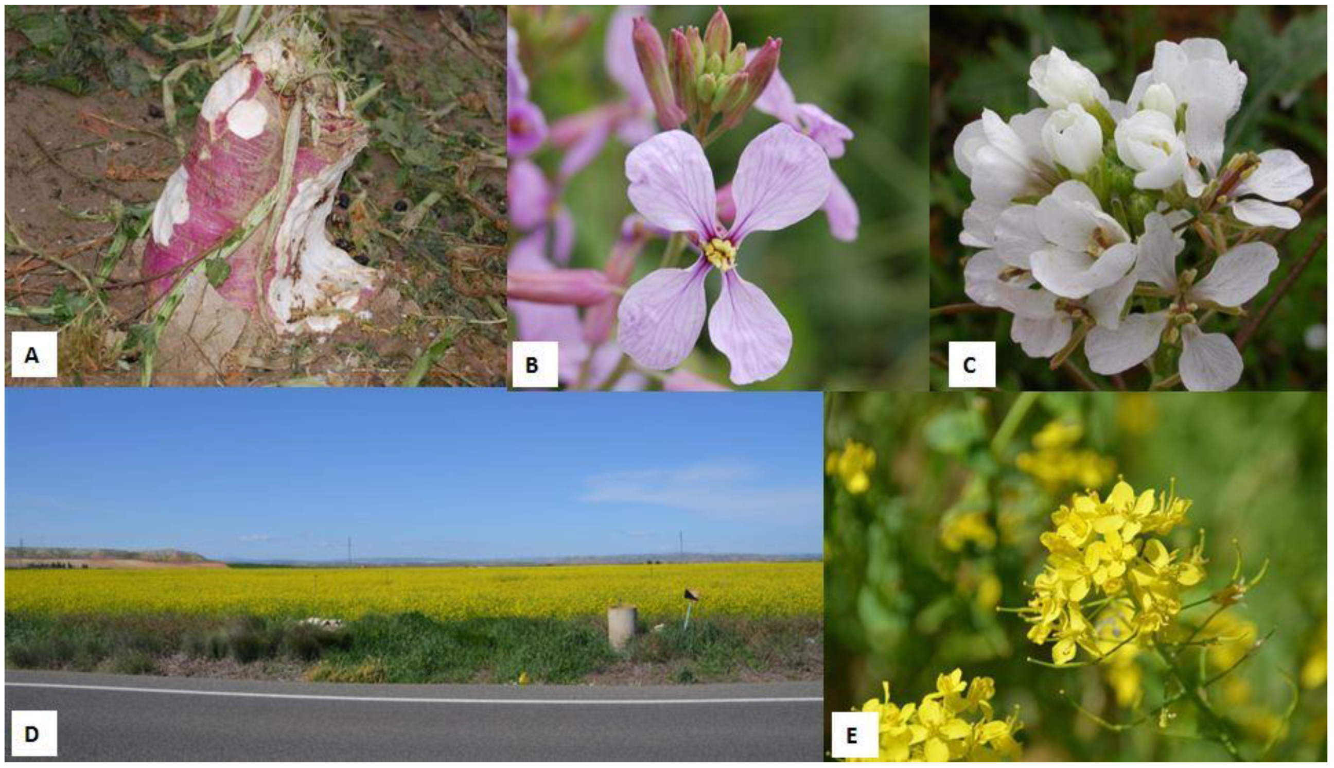 Animals 12 02373 g003 550