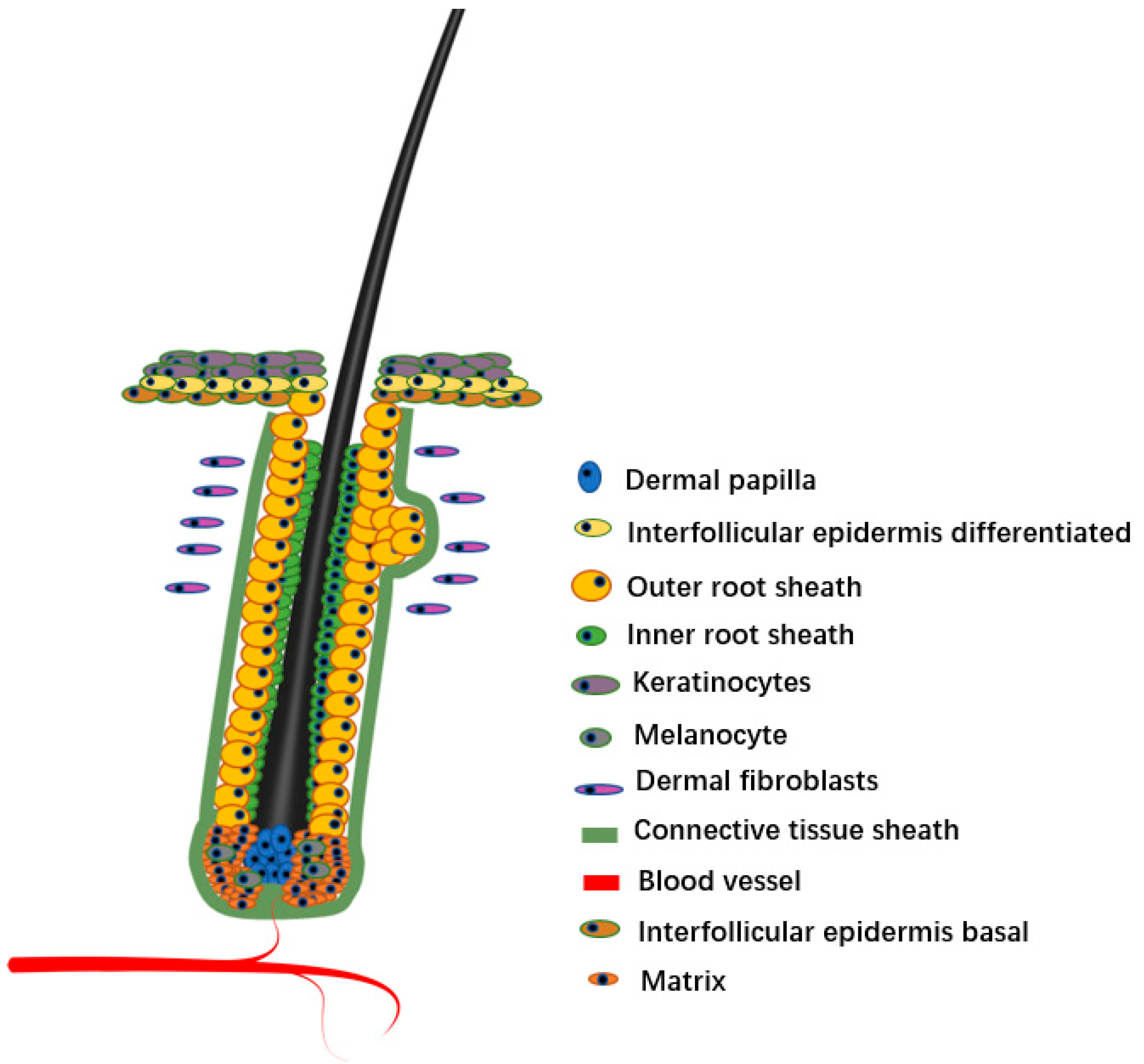 Animals | Free Full-Text | Understanding Mammalian Hair Follicle ...