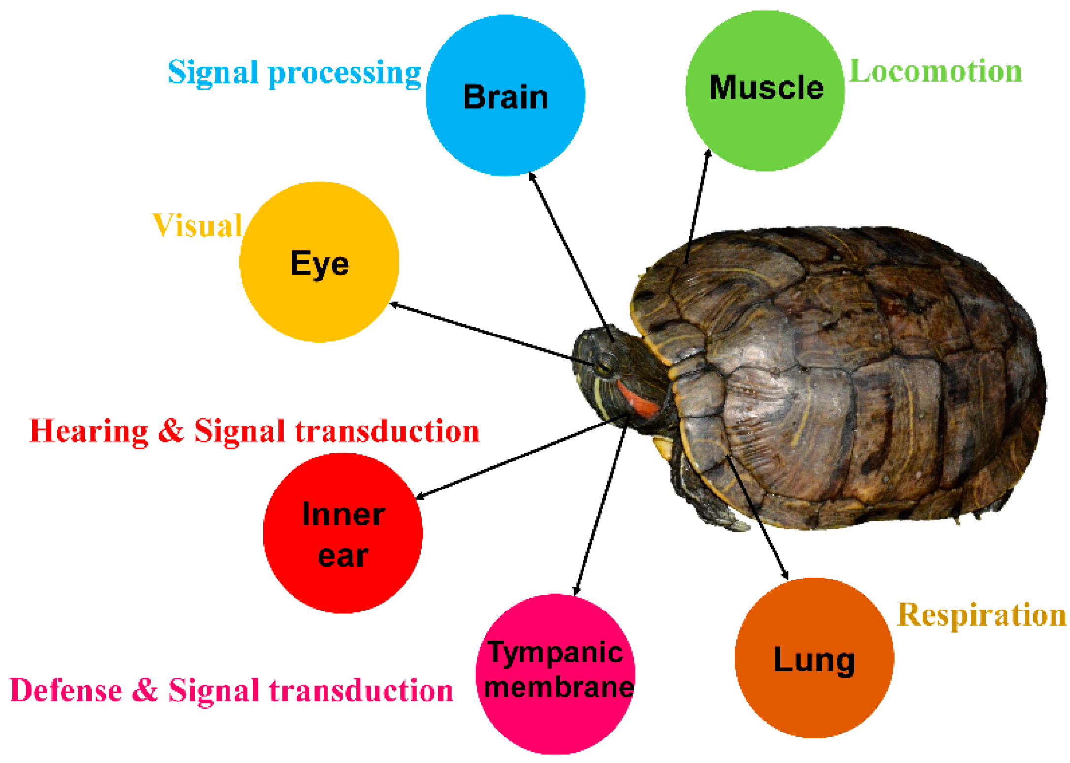 Animals 12 02410 g001