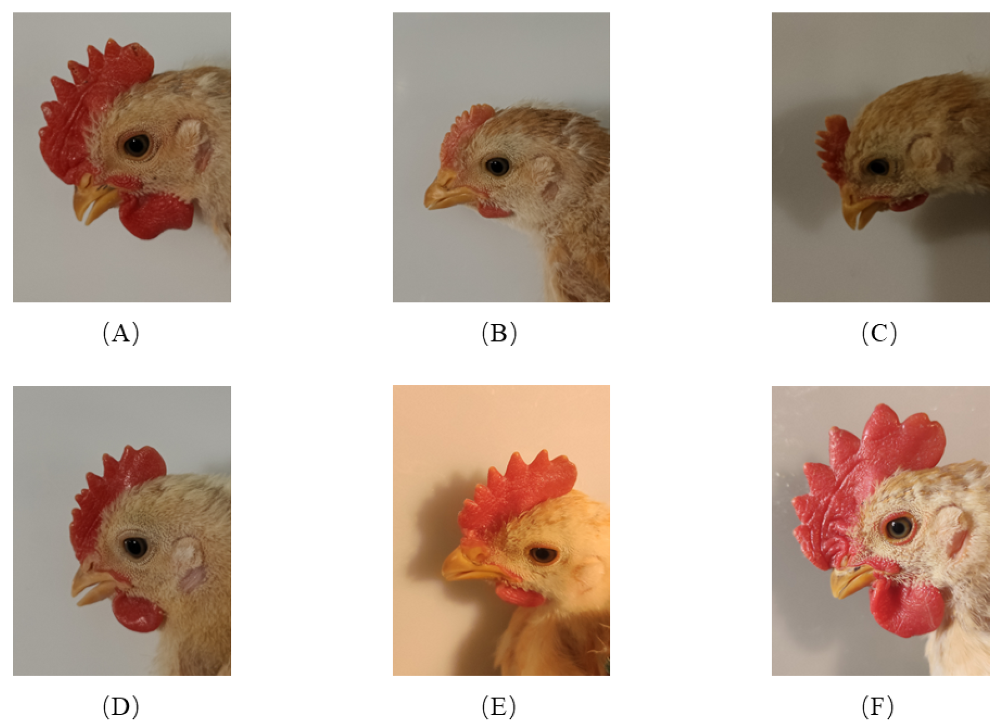 Animals 12 02425 g002 550