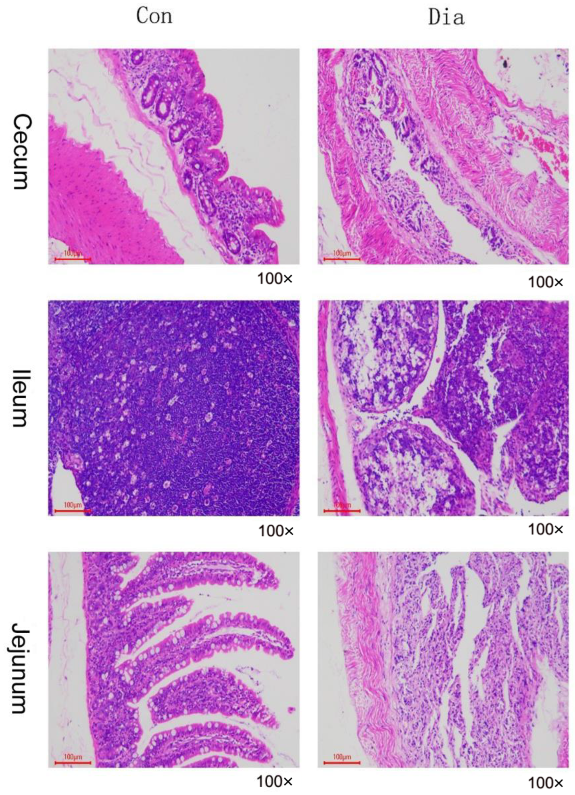 Animals 12 02438 g001 Animals 12 02438 g001