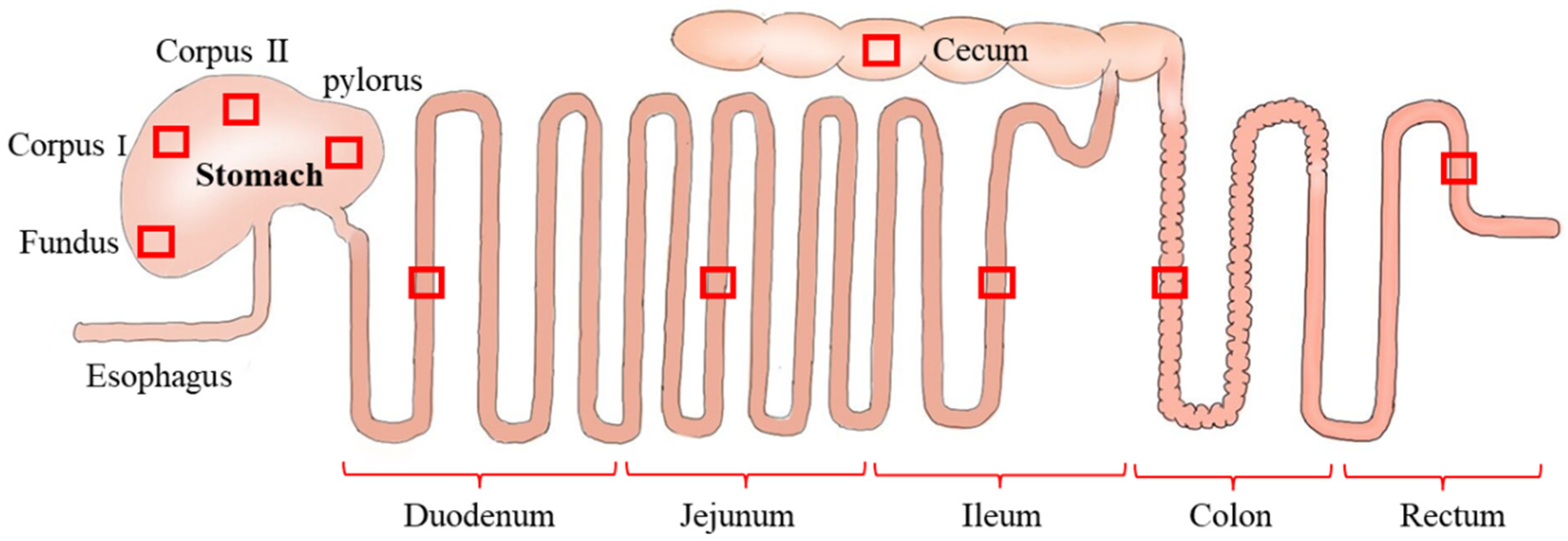 Avian Digestive System Capacity avian-digestive-system-capacity