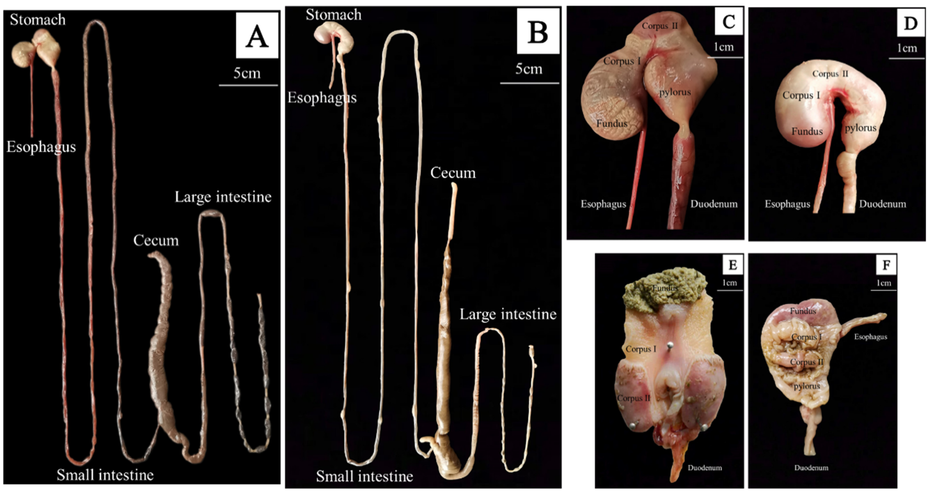 Animals 12 02447 g004 550