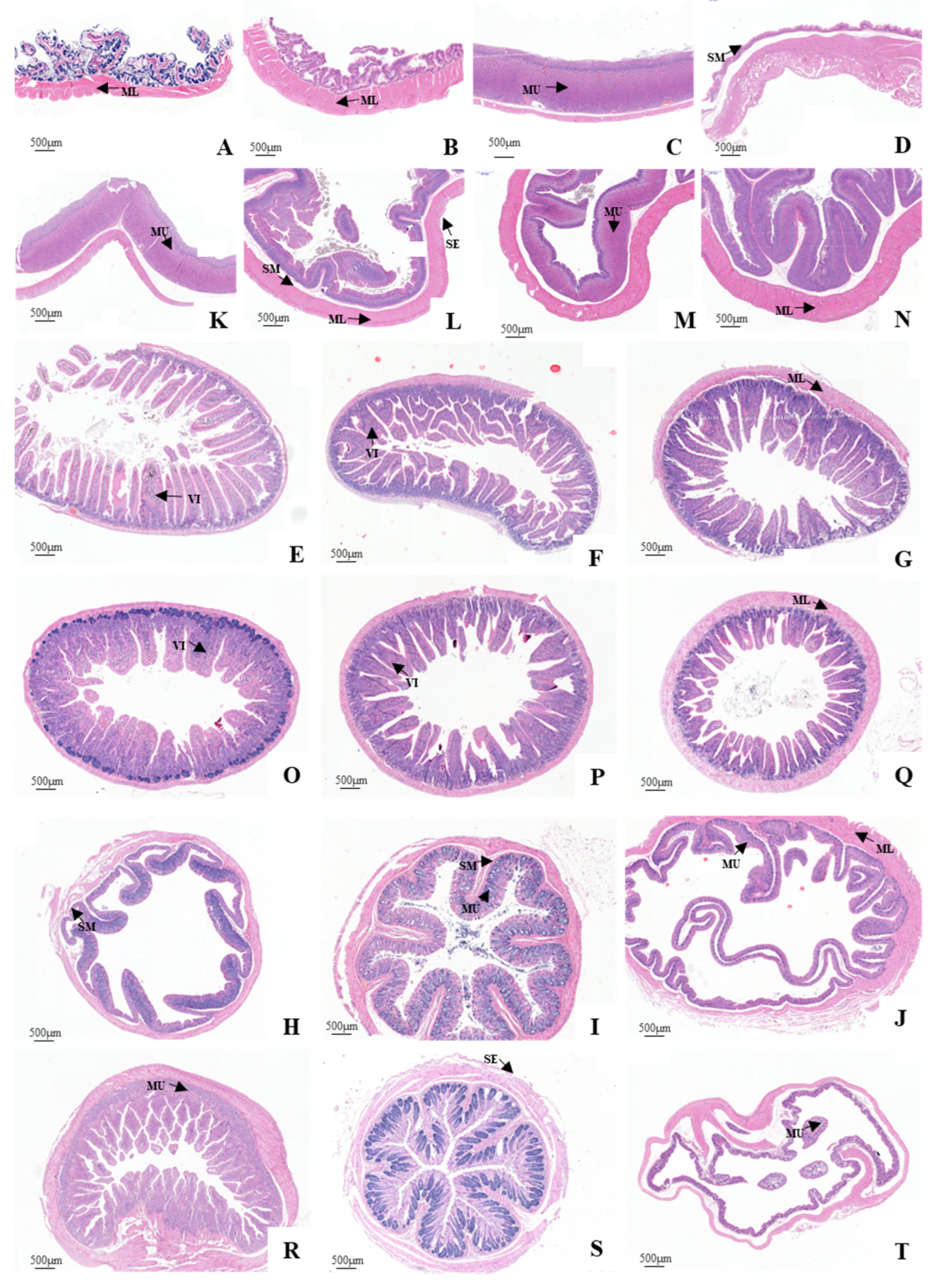 Animals 12 02447 g006 550
