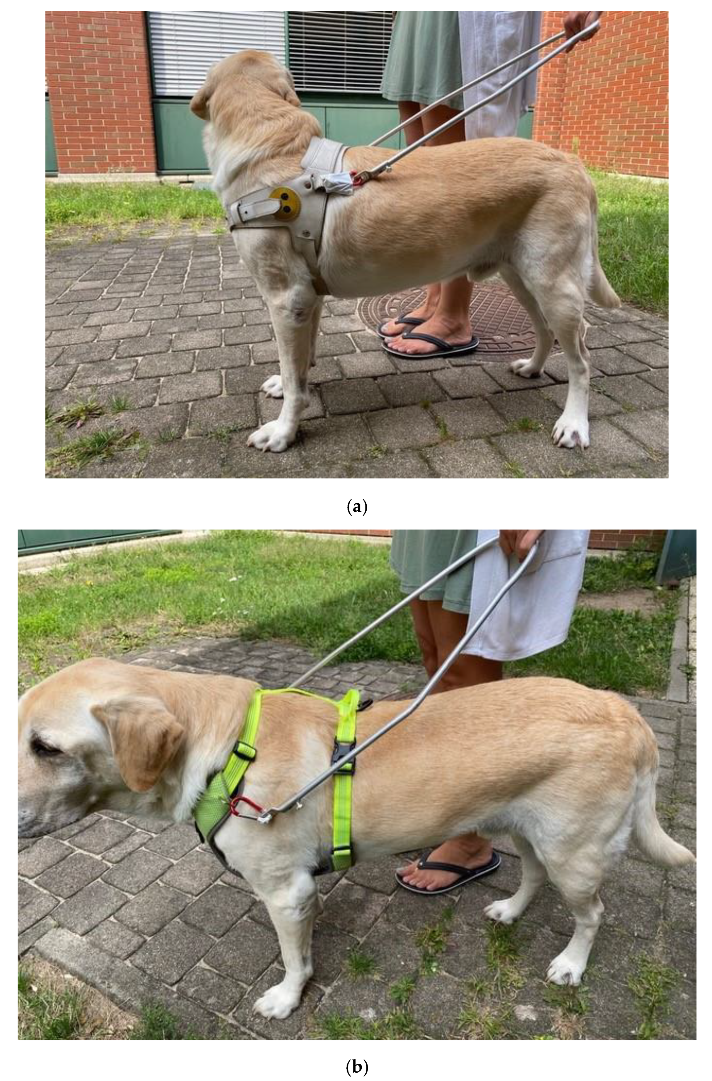 Guide dogs for deals the blind harness
