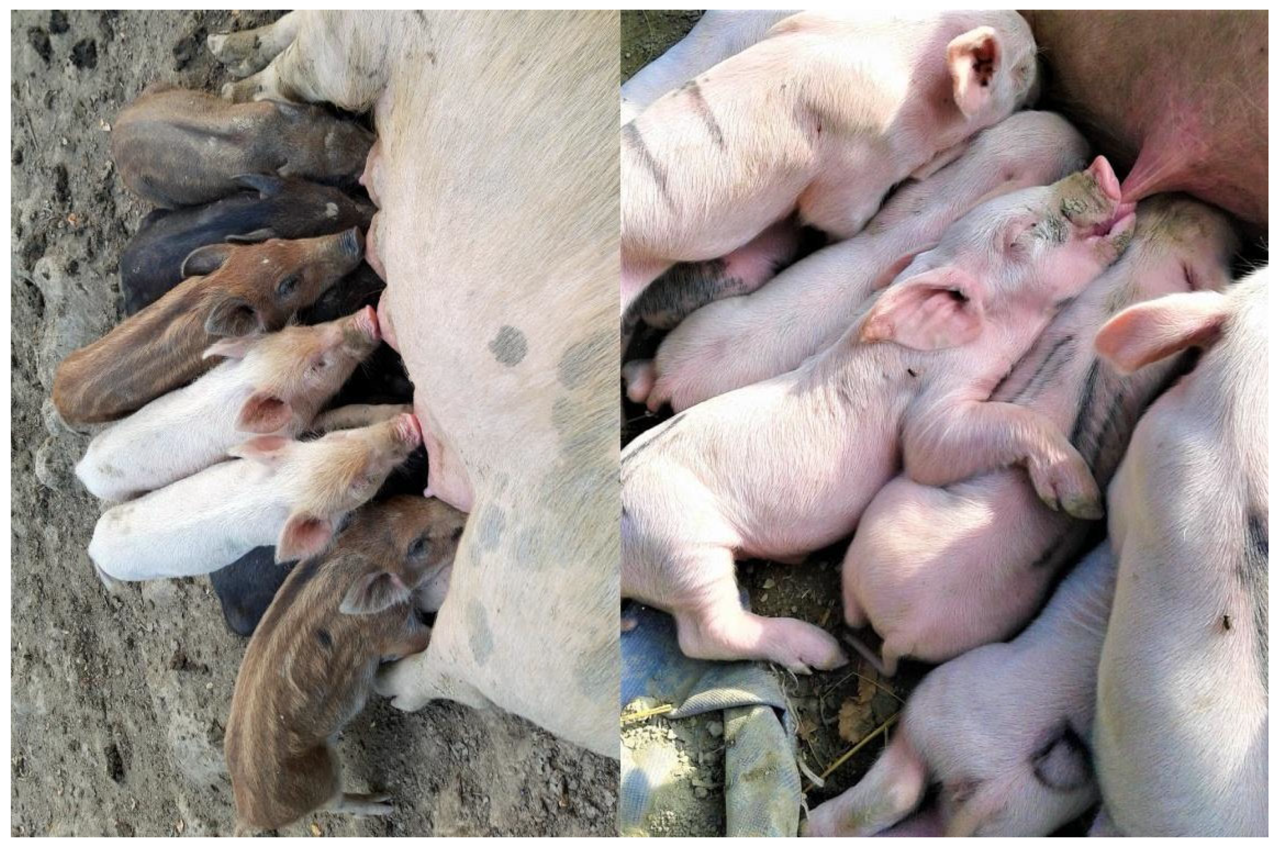 Animals 12 02458 g001 Animals 12 02458 g001