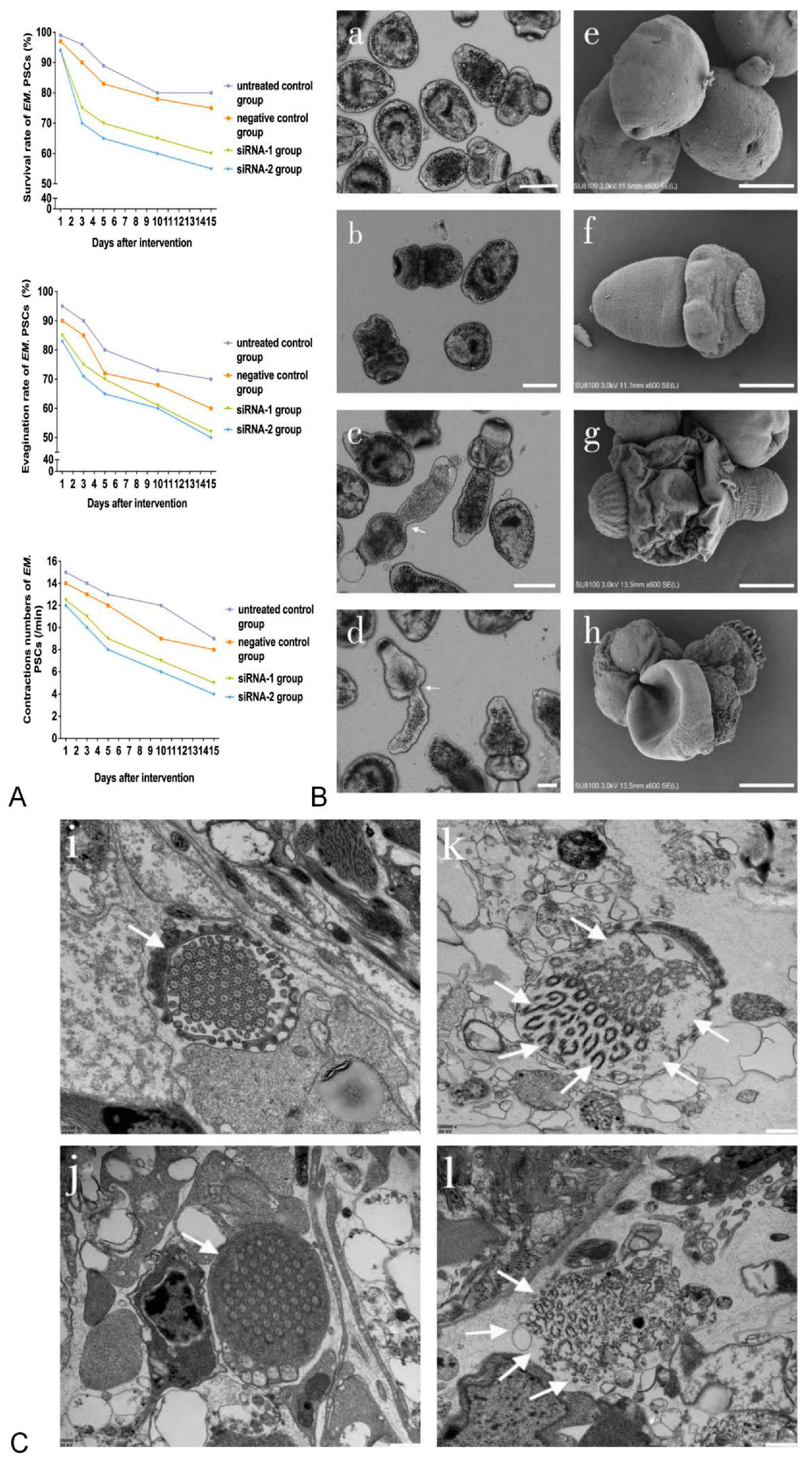 Animals 12 02471 g002