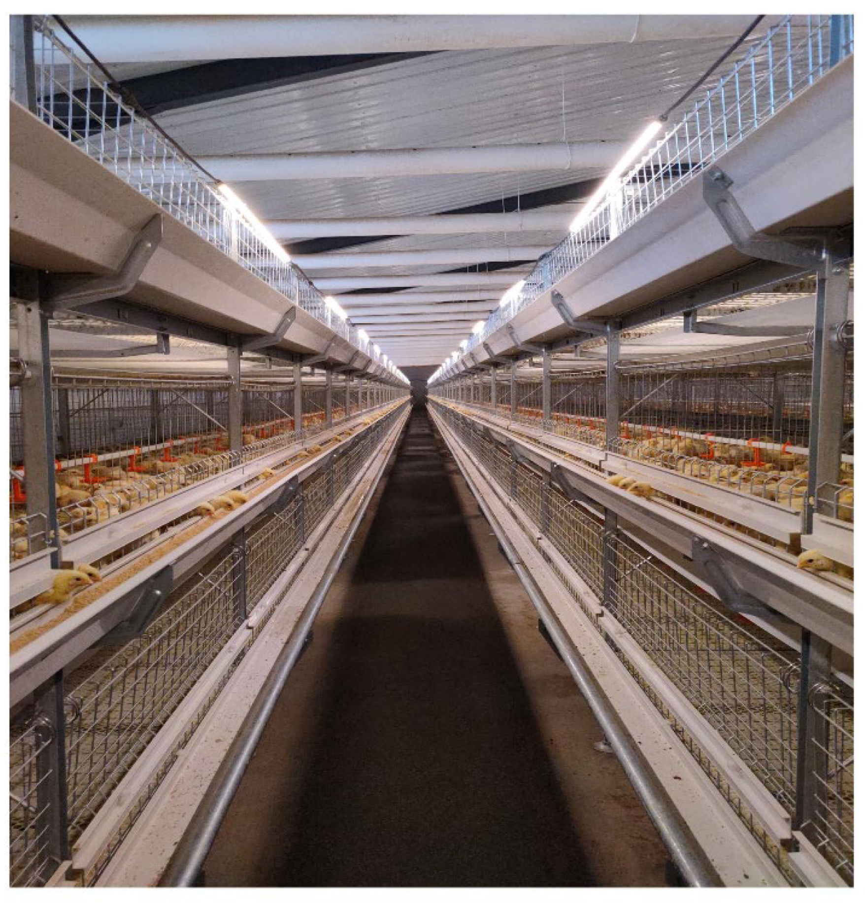 Animals 12 02480 g001