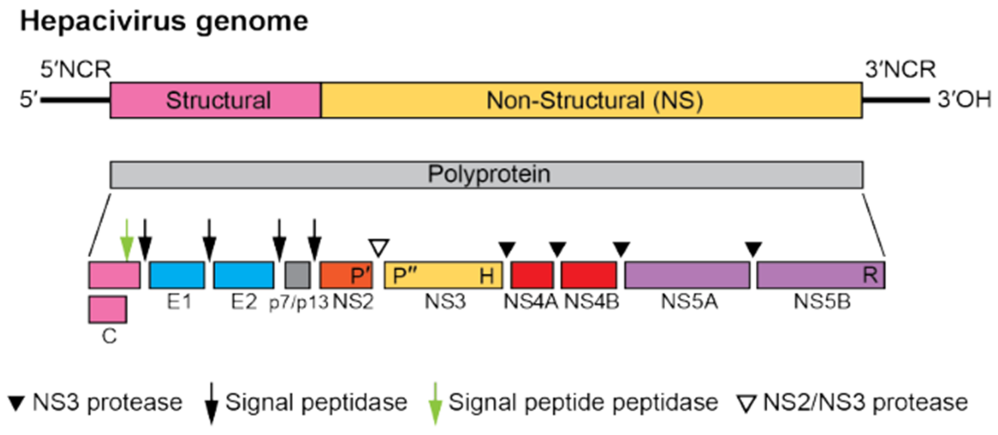 Animals 12 02486 g002 Animals 12 02486 g002
