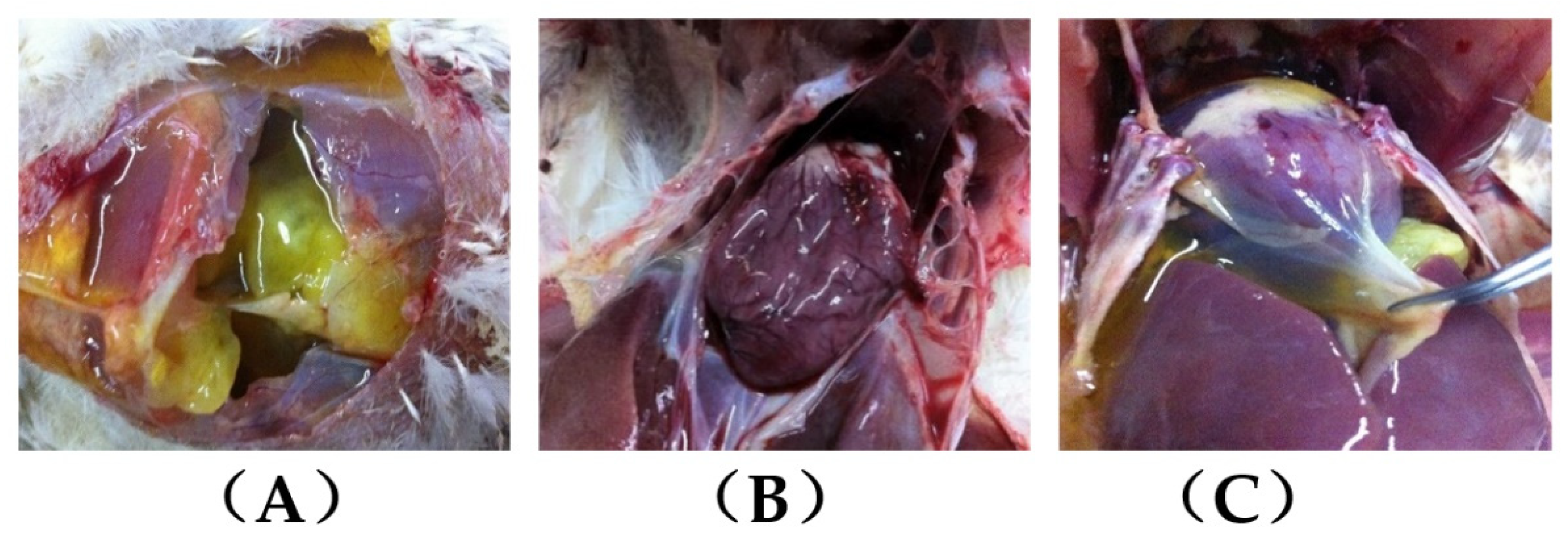 Animals 12 02488 g001 Animals 12 02488 g001