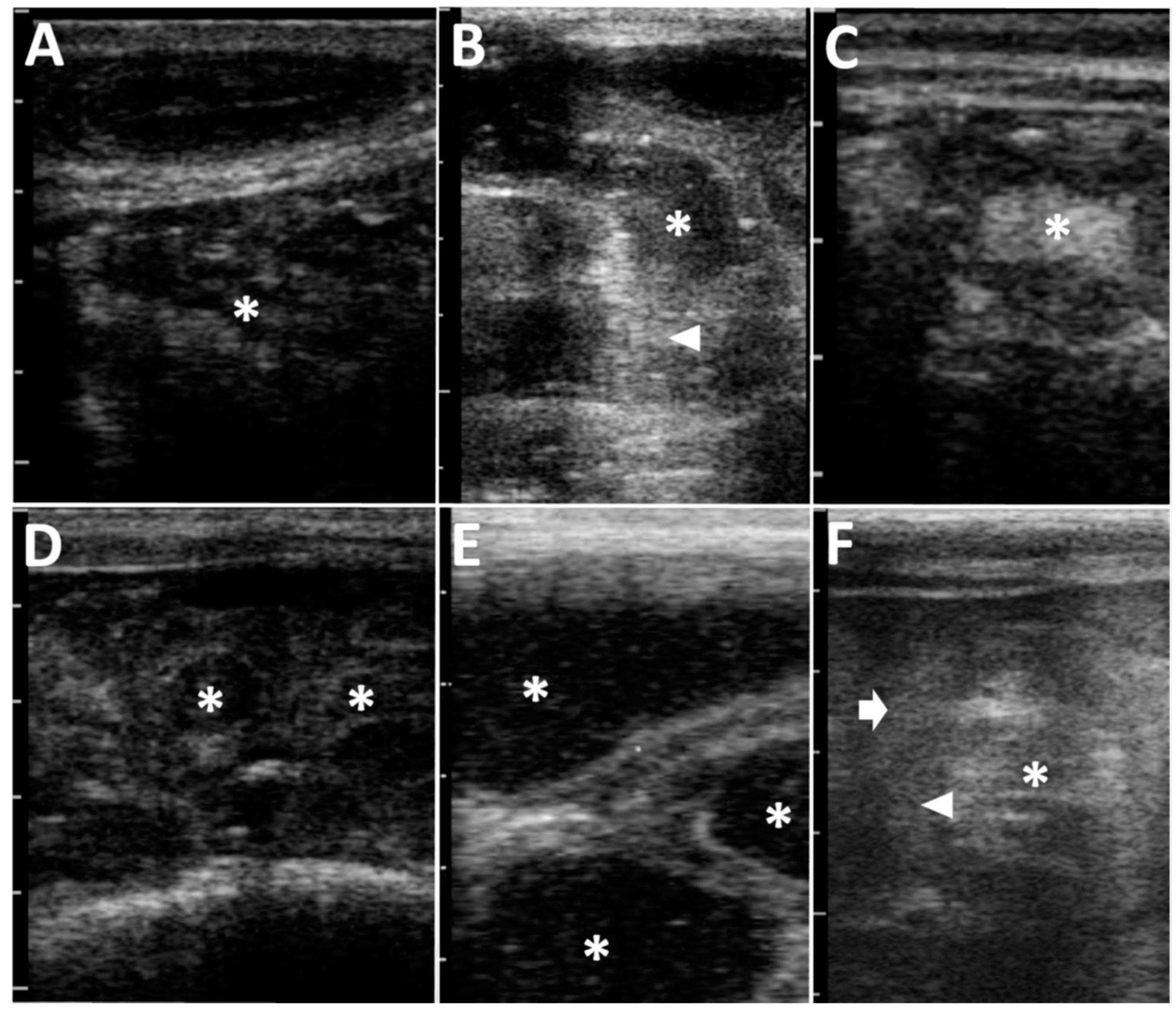 Animals 12 02489 g002