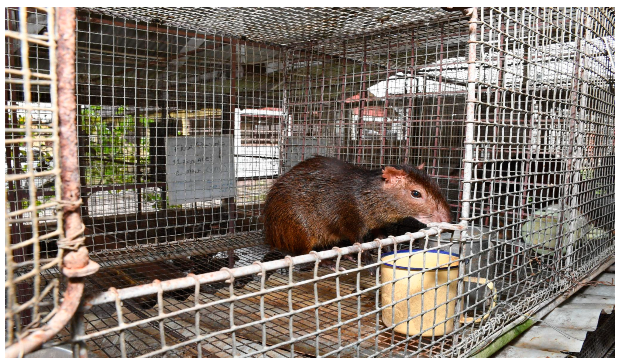 Animals 12 02493 g001