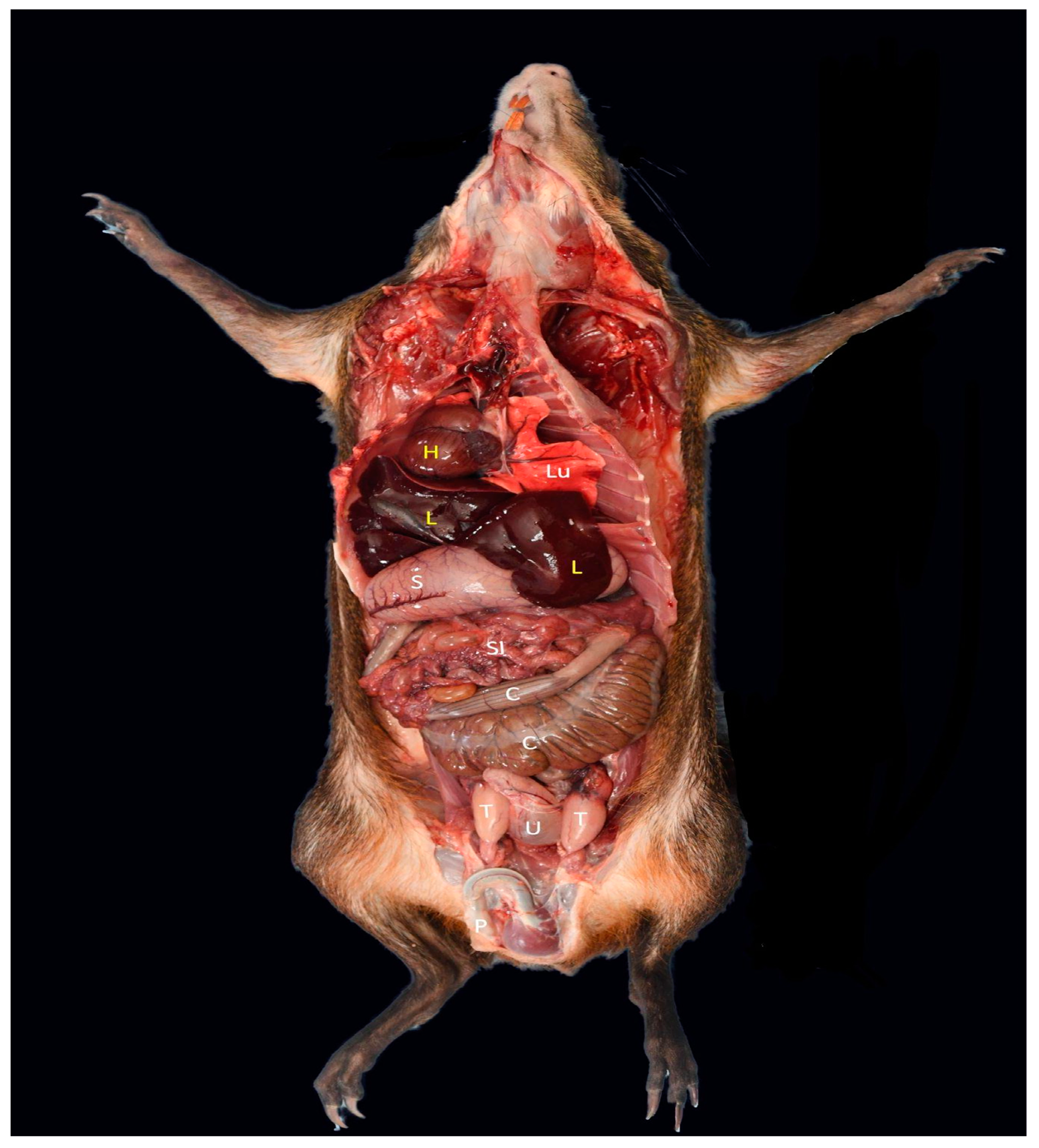 Animals 12 02493 g002