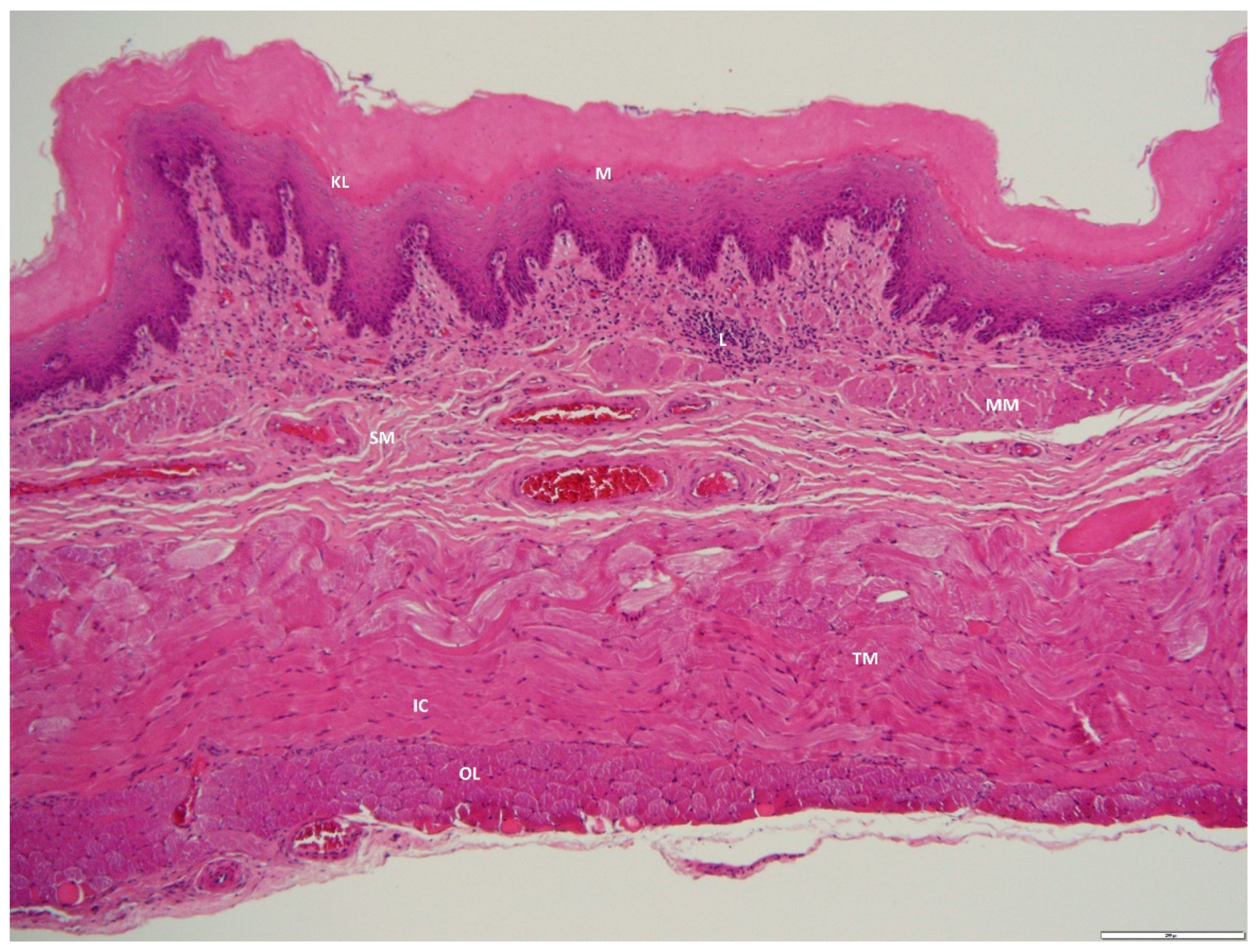 Animals 12 02493 g004