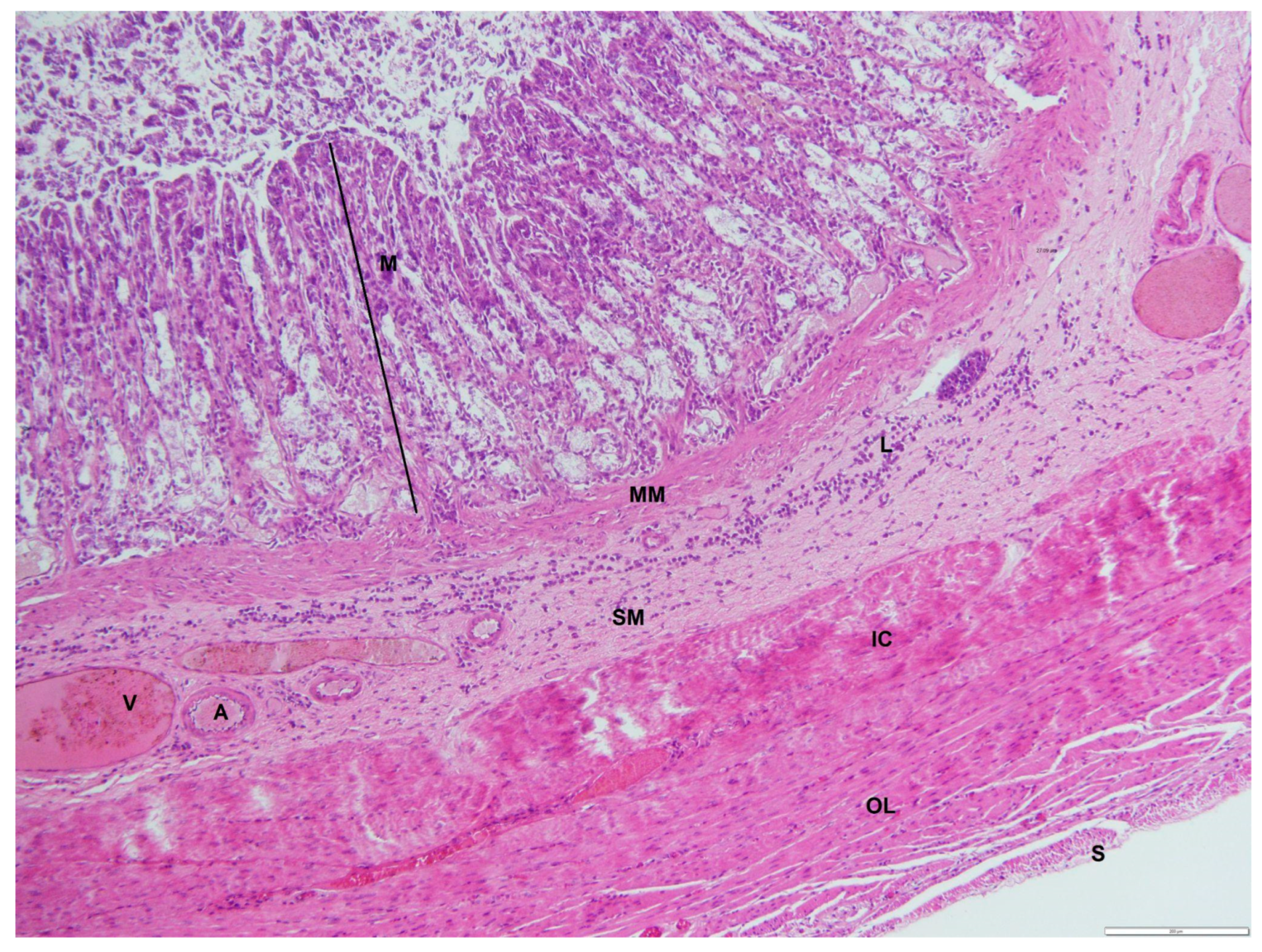 Animals 12 02493 g007