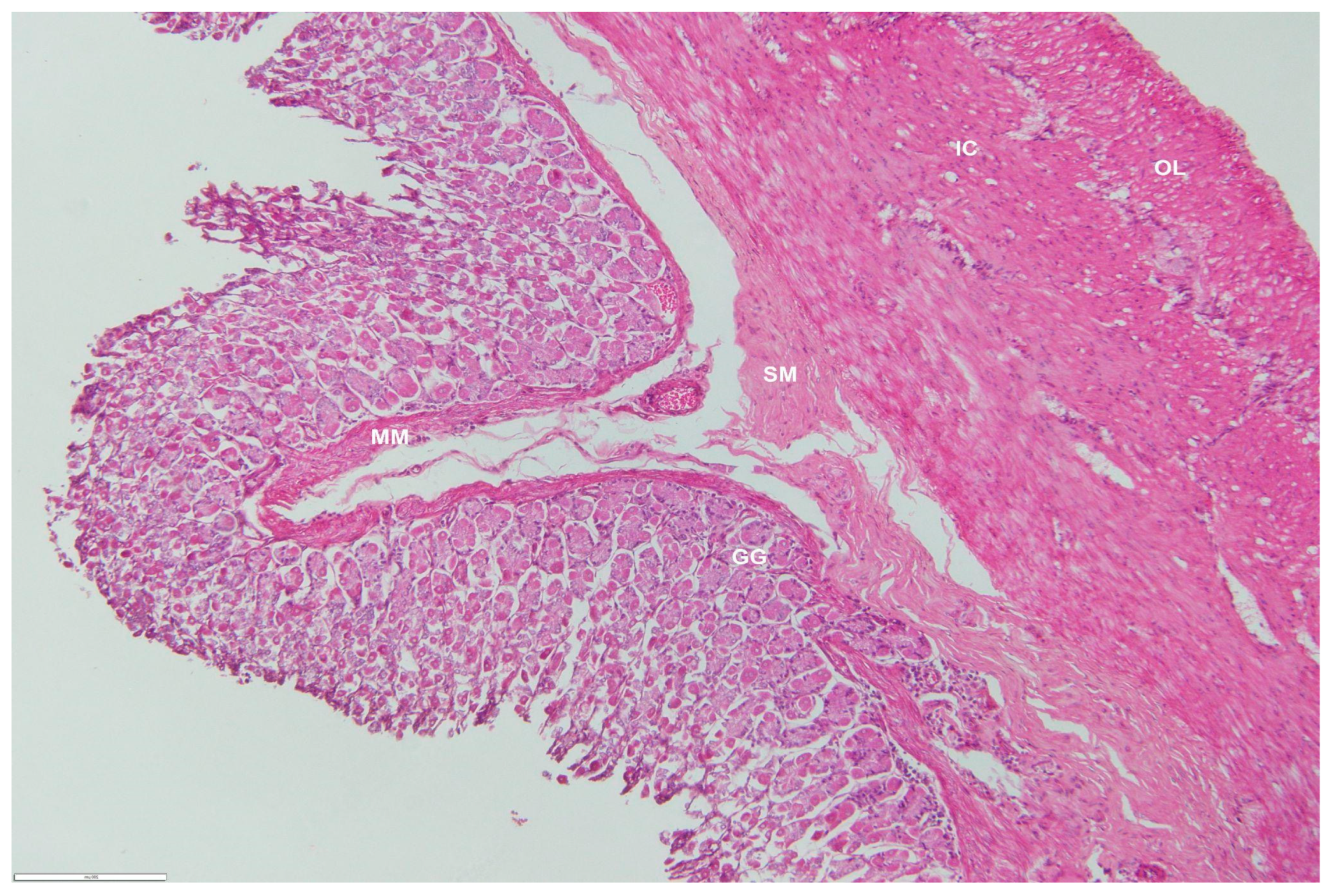 Animals 12 02493 g008