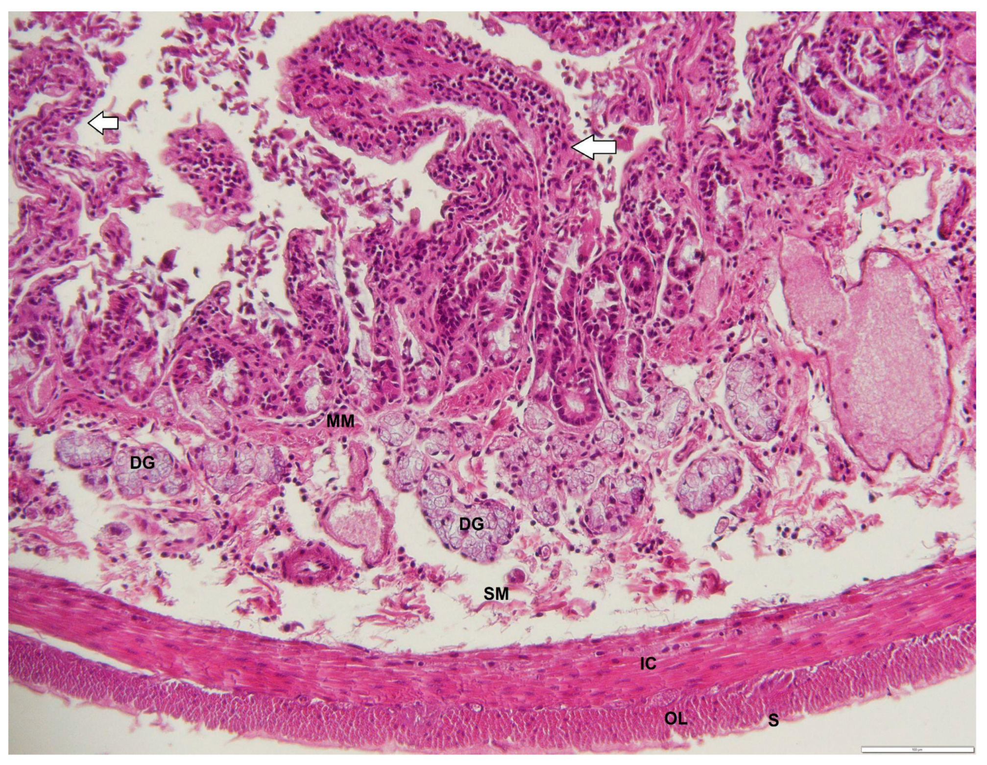 Animals 12 02493 g009