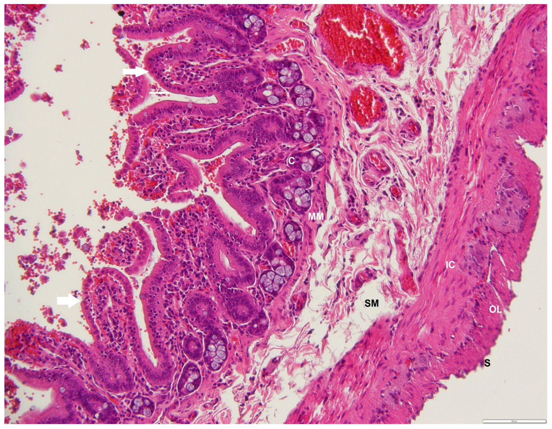 Animals 12 02493 g010