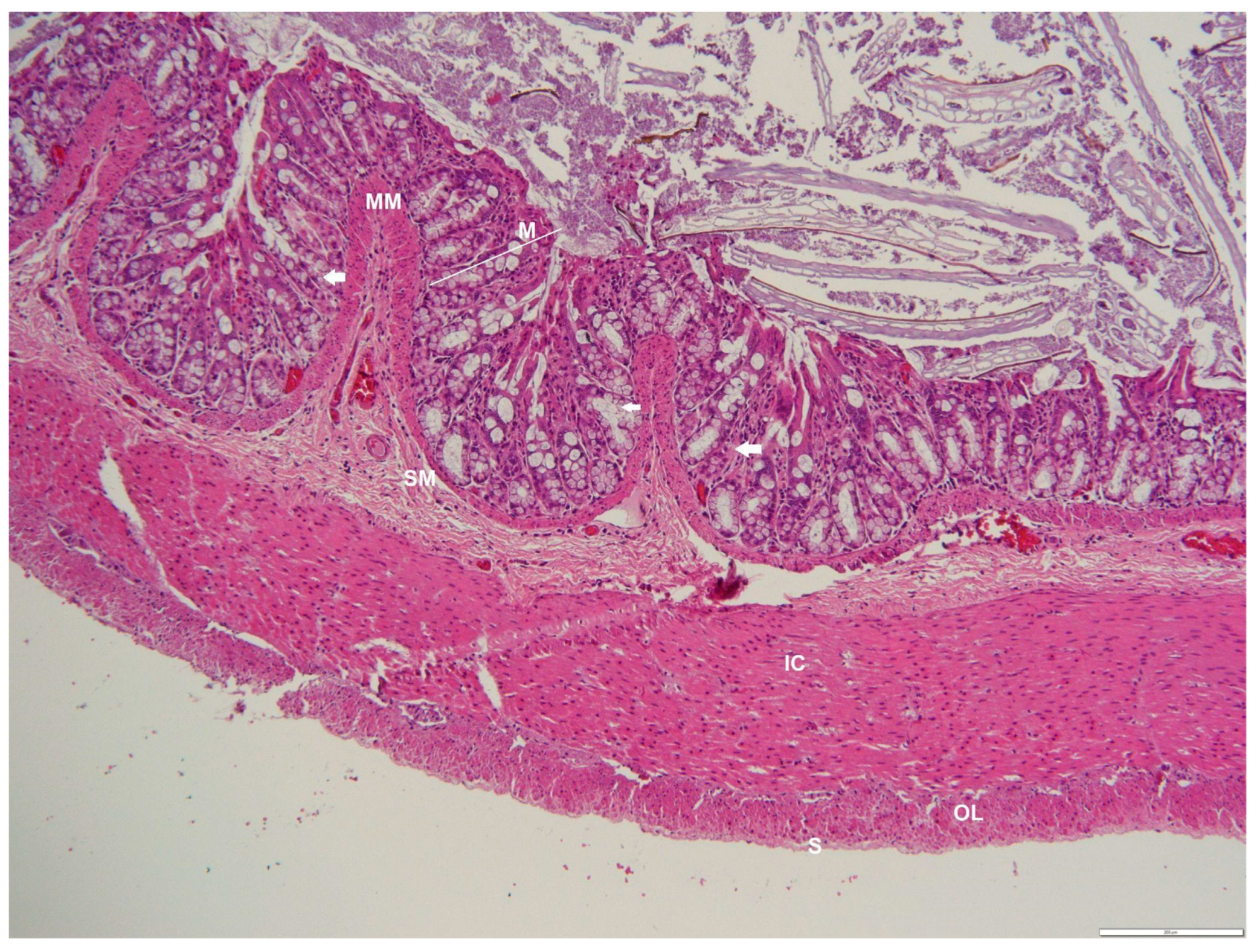 Animals 12 02493 g012