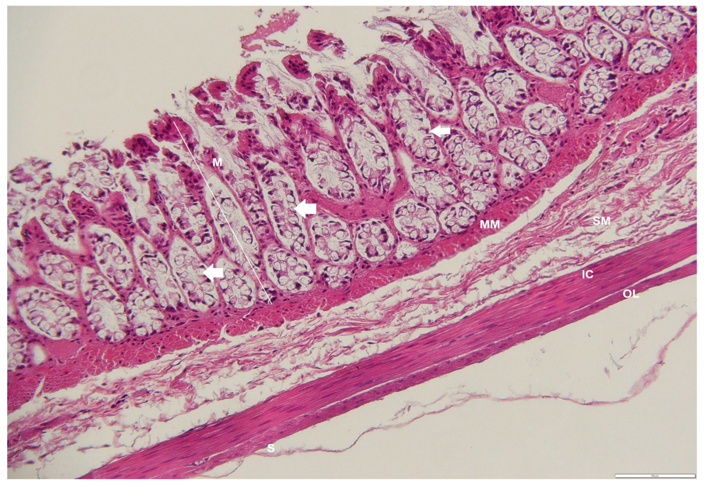 Animals 12 02493 g013