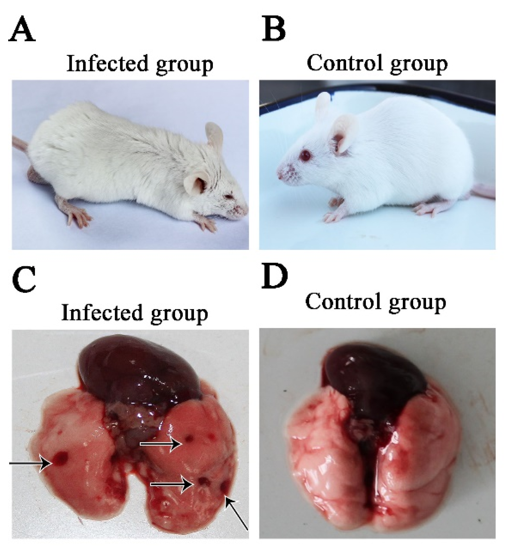 Animals 12 02495 g001 Animals 12 02495 g001