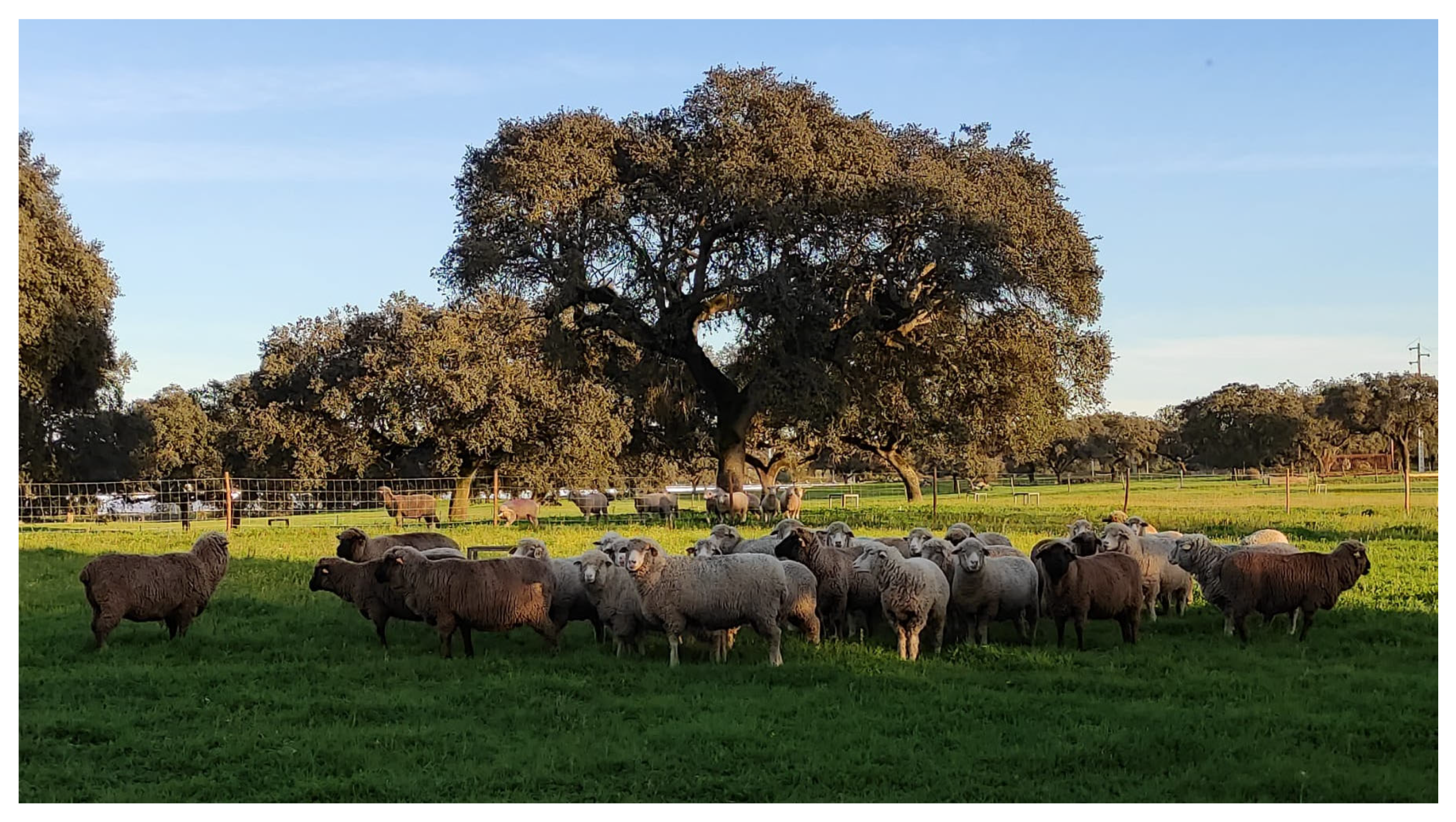 Animals 12 02506 g003 Animals 12 02506 g003