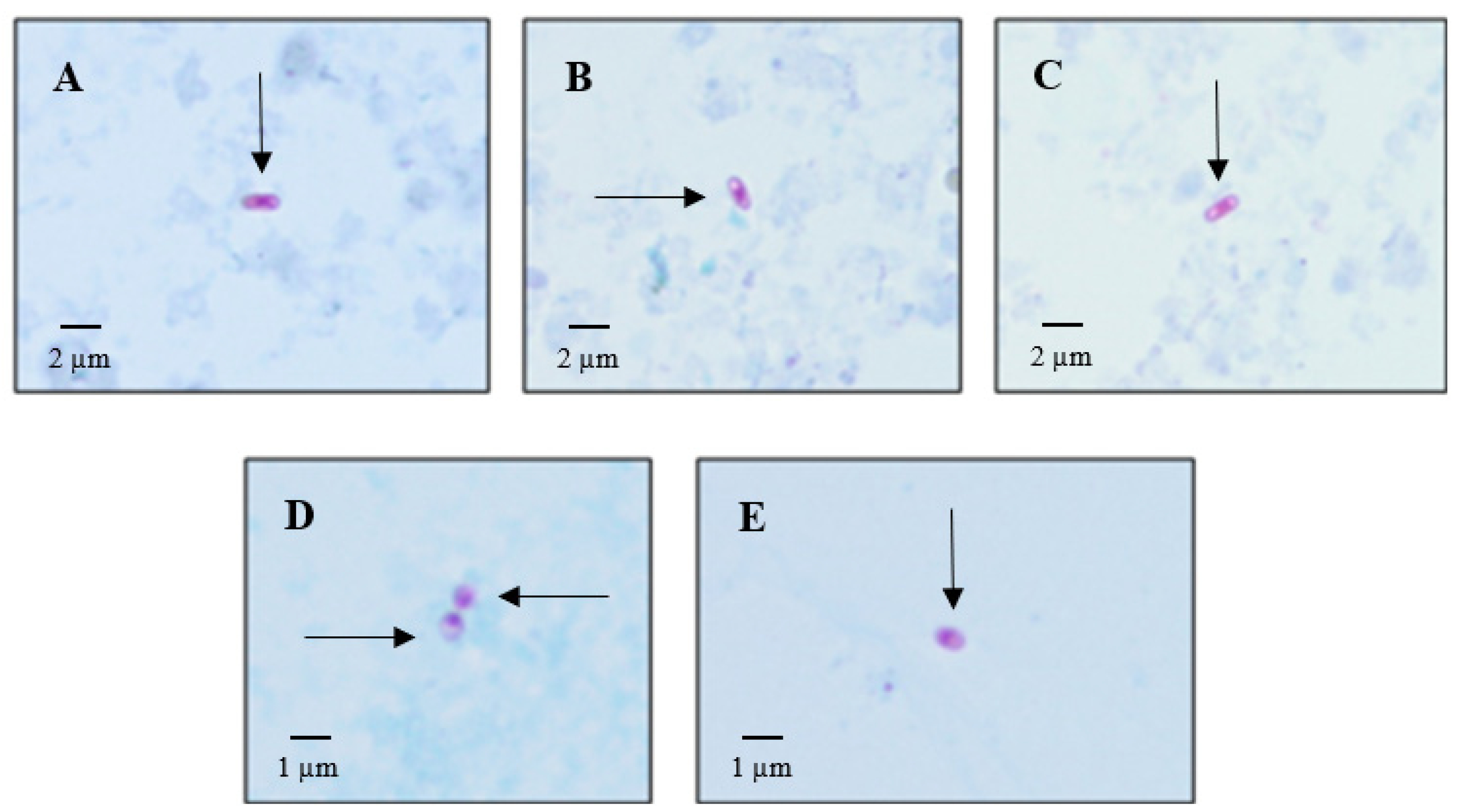 Animals 12 02507 g004 Animals 12 02507 g004