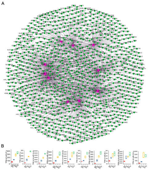 Identification of miRNA–mRNA Networks Associated with Pigeon Skeletal Muscle Development and Growth