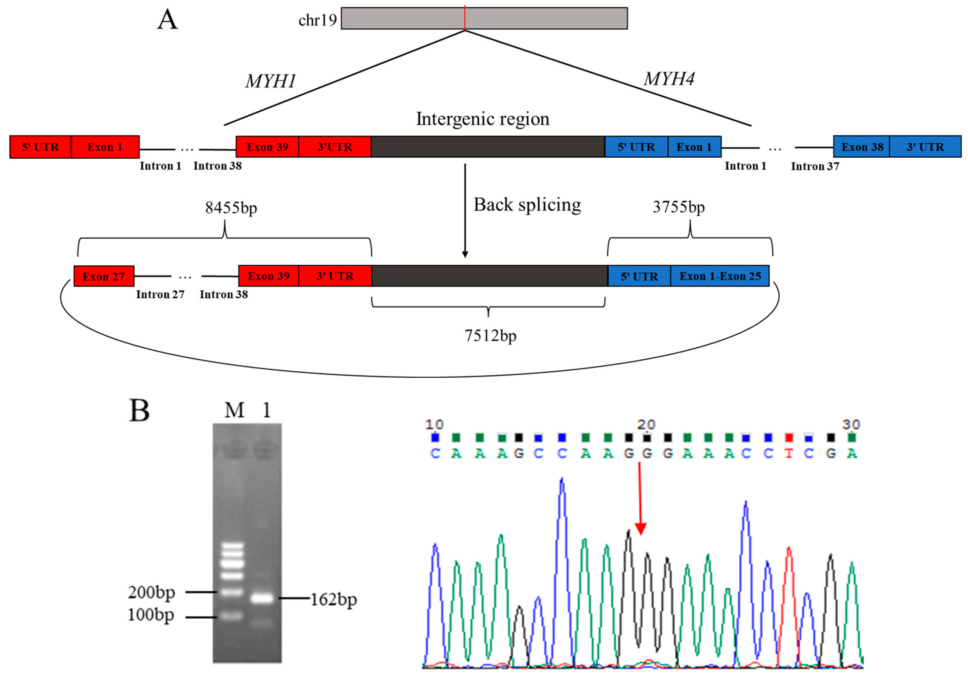 Characteristics and Expression of circ_003628 and Its