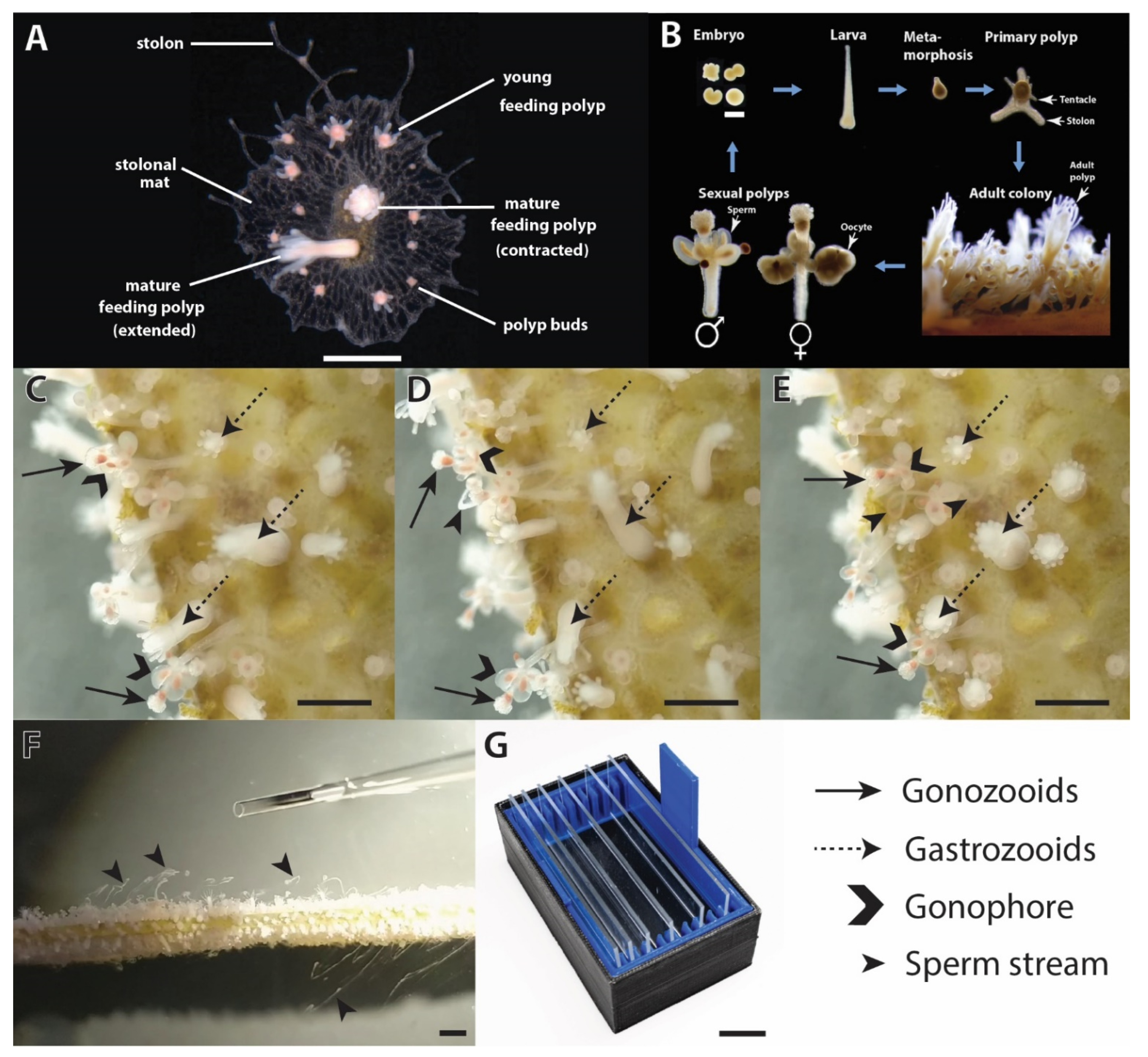 Animals 12 02537 g001