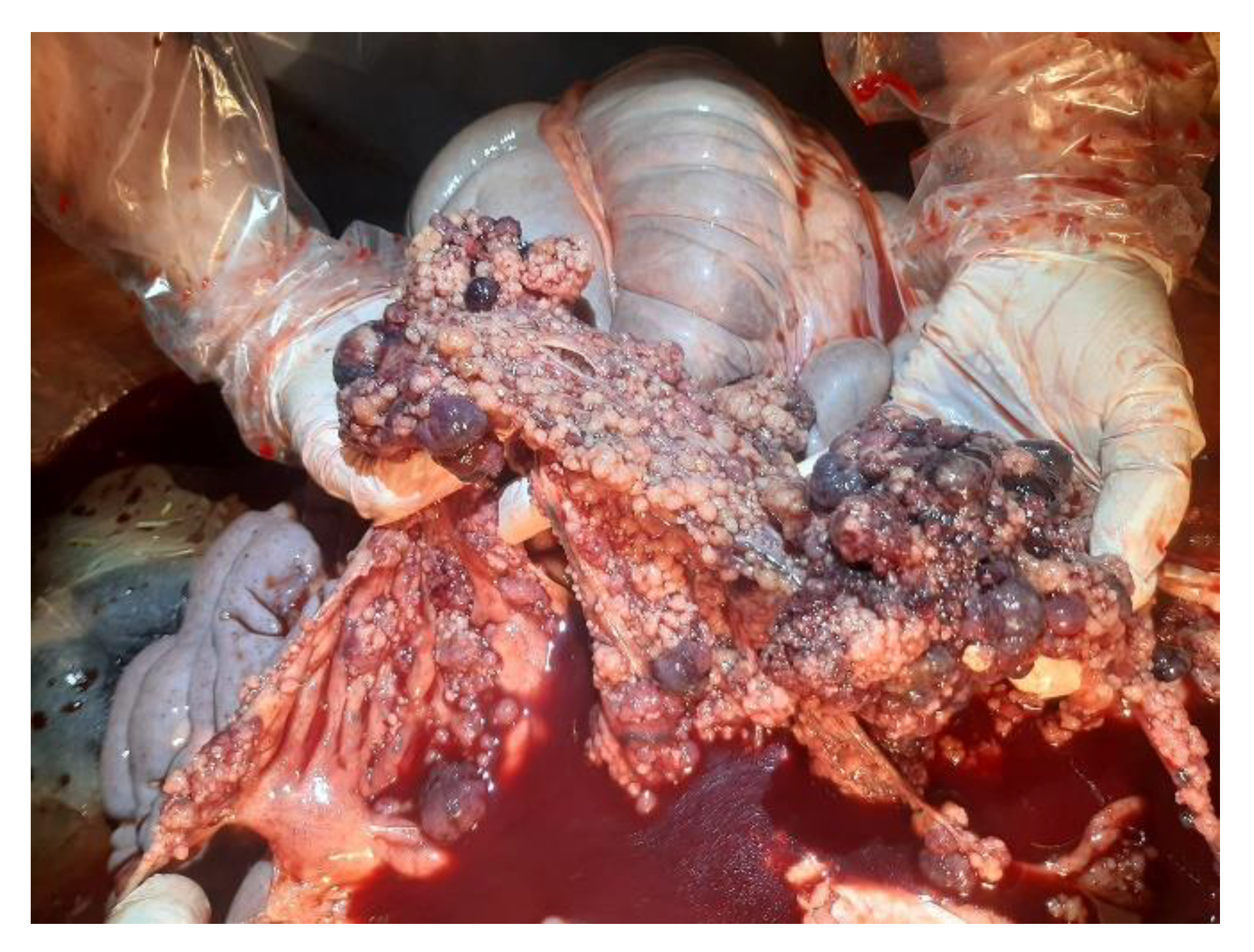 Animals 12 02560 g002 Animals 12 02560 g002