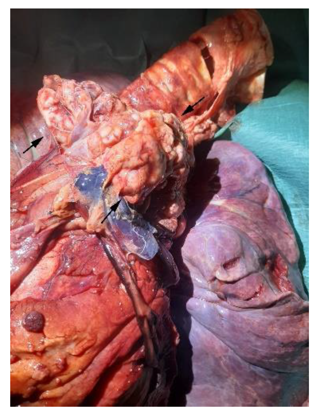 Animals 12 02560 g005 Animals 12 02560 g005