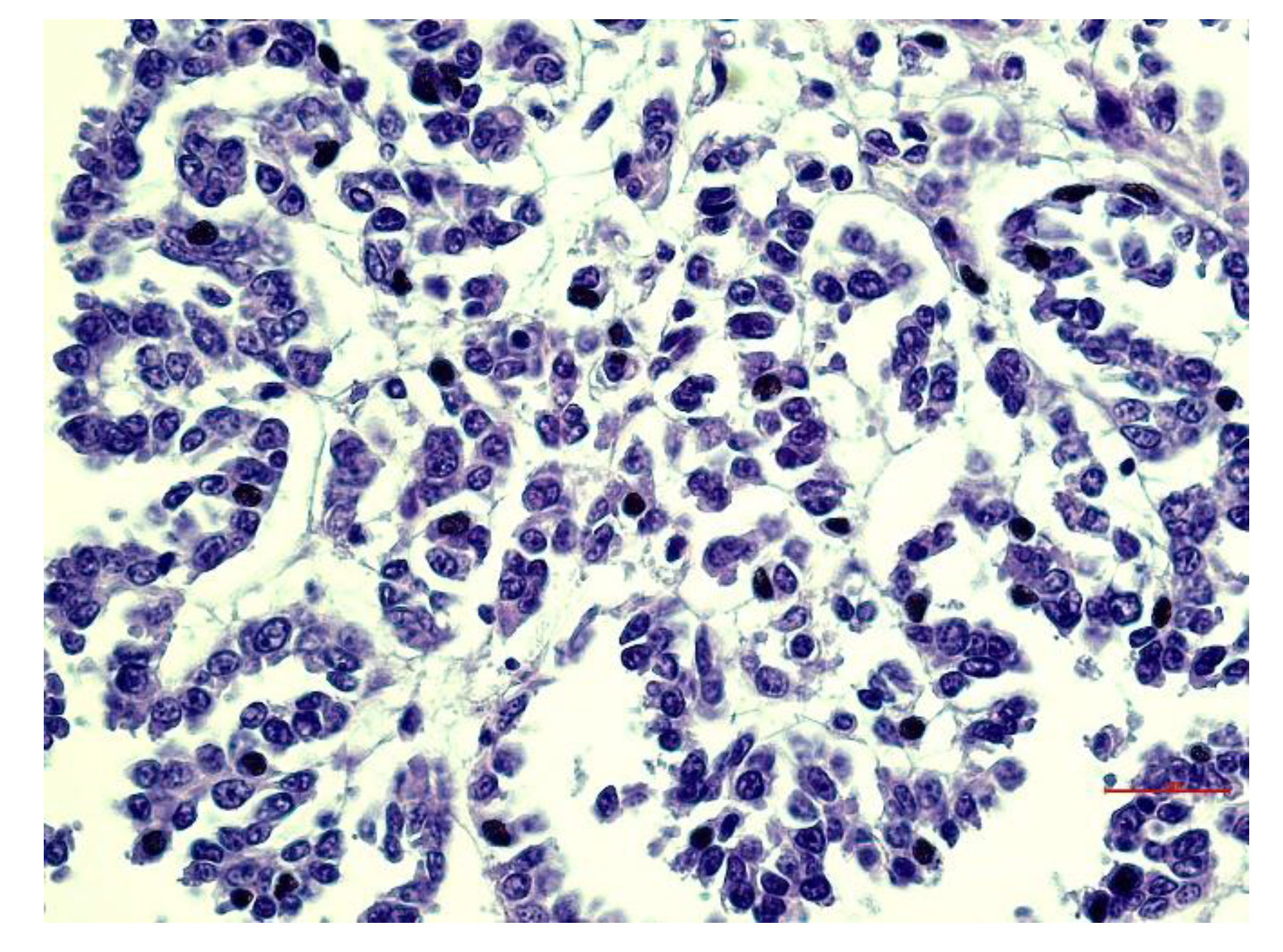 Animals 12 02560 g007 Animals 12 02560 g007