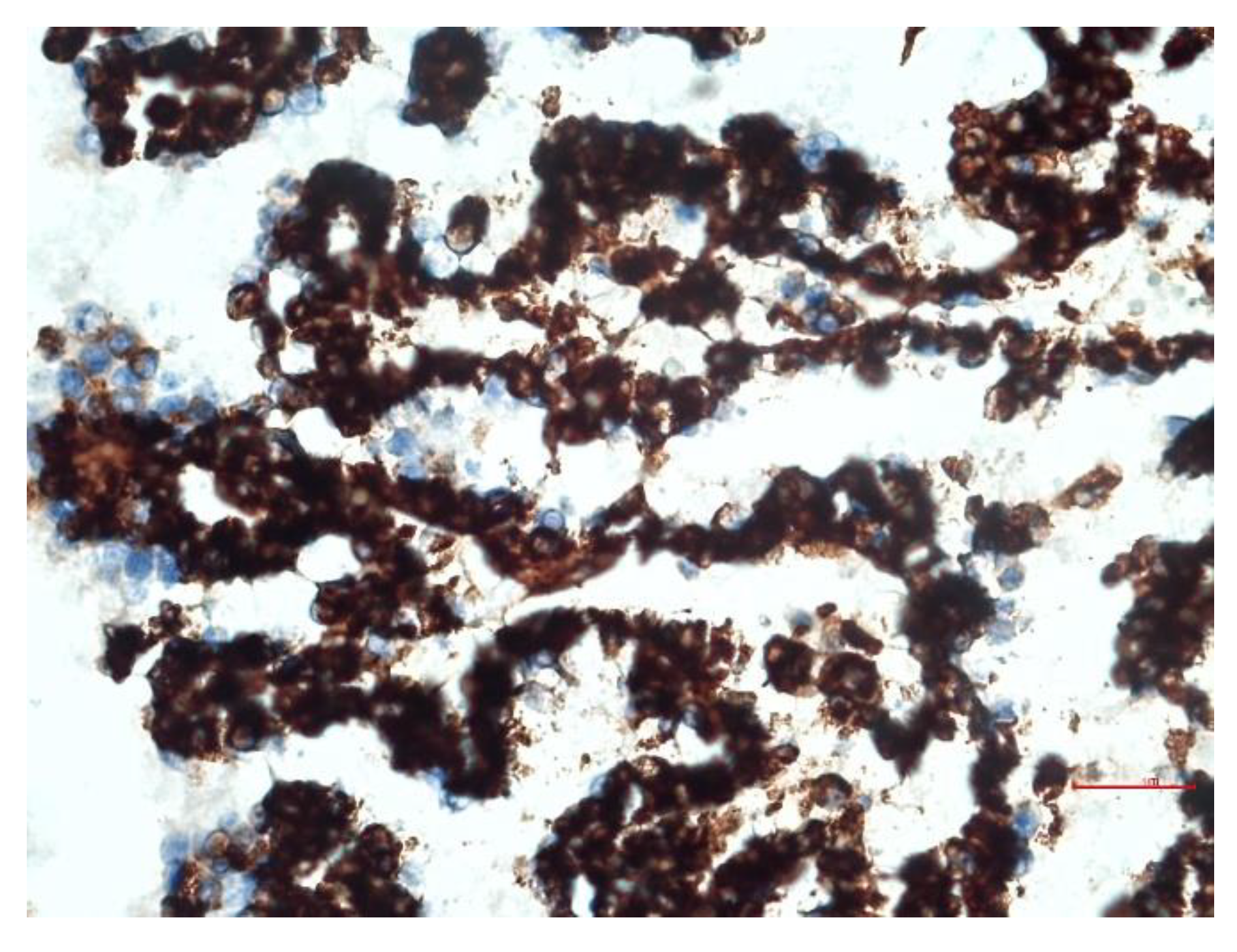 Animals 12 02560 g008 Animals 12 02560 g008