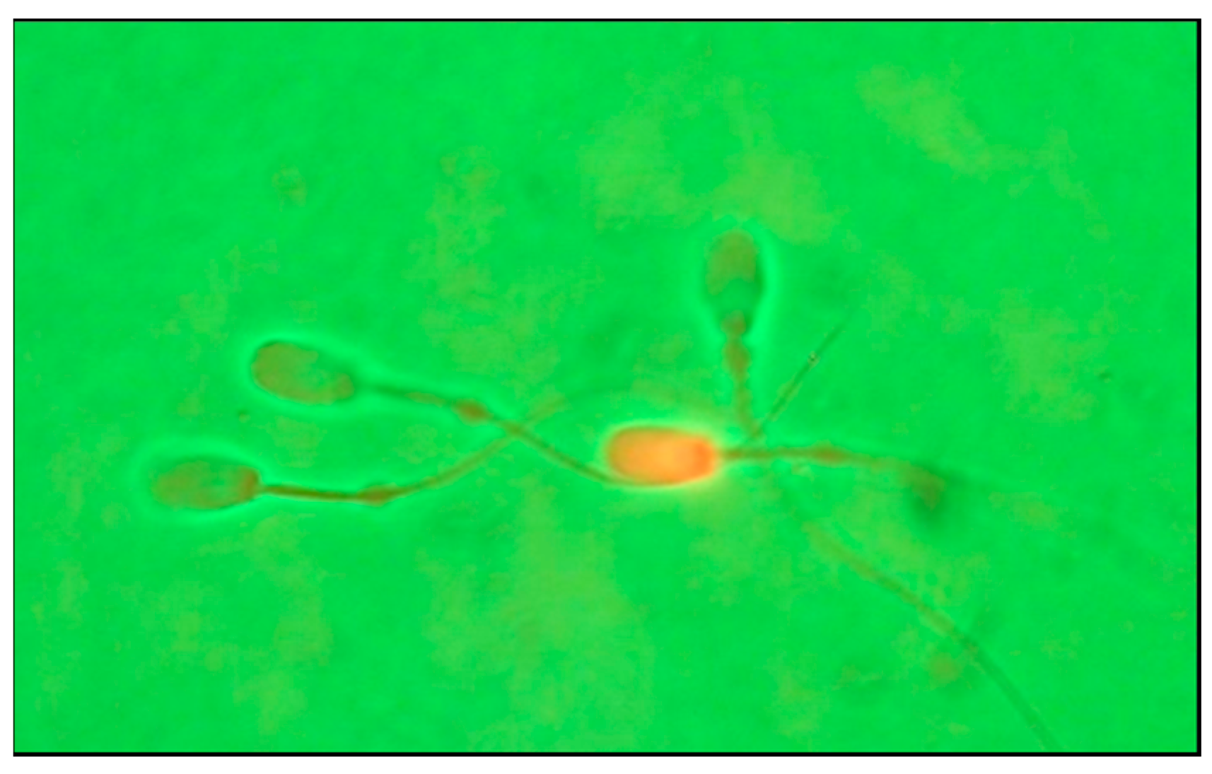 Animals 12 02600 g002