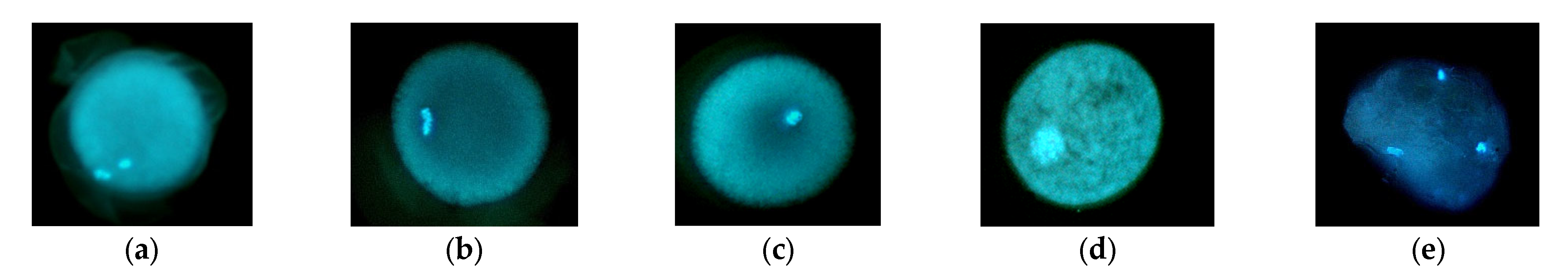 Animals 12 02604 g001 Animals 12 02604 g001