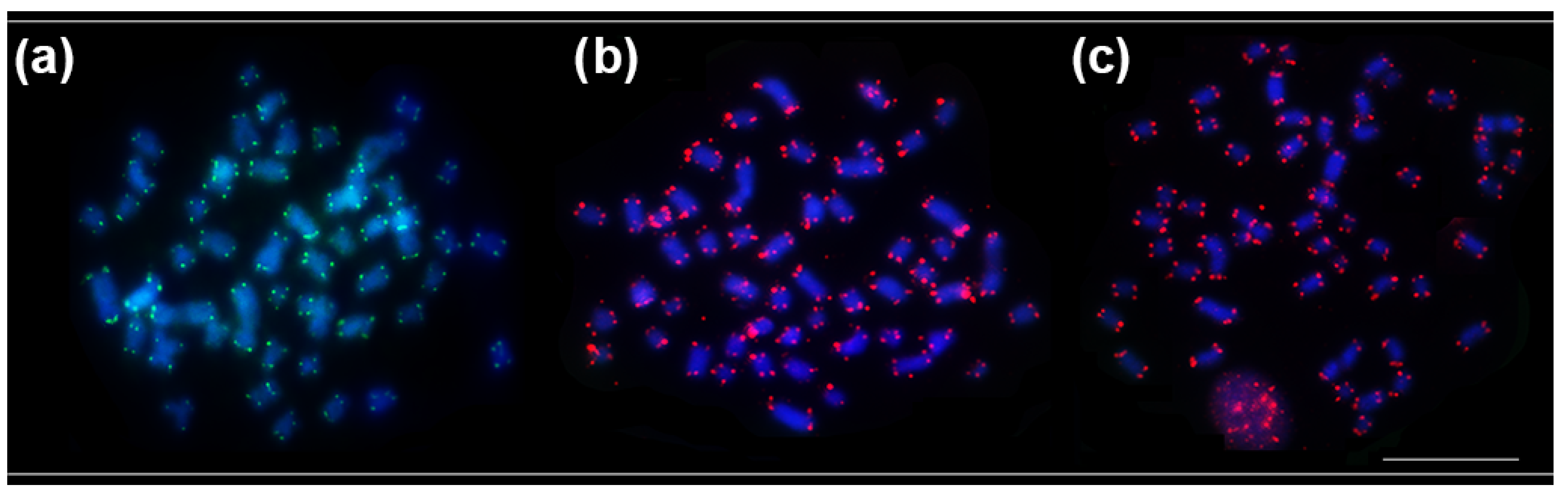 Animals 12 02612 g003