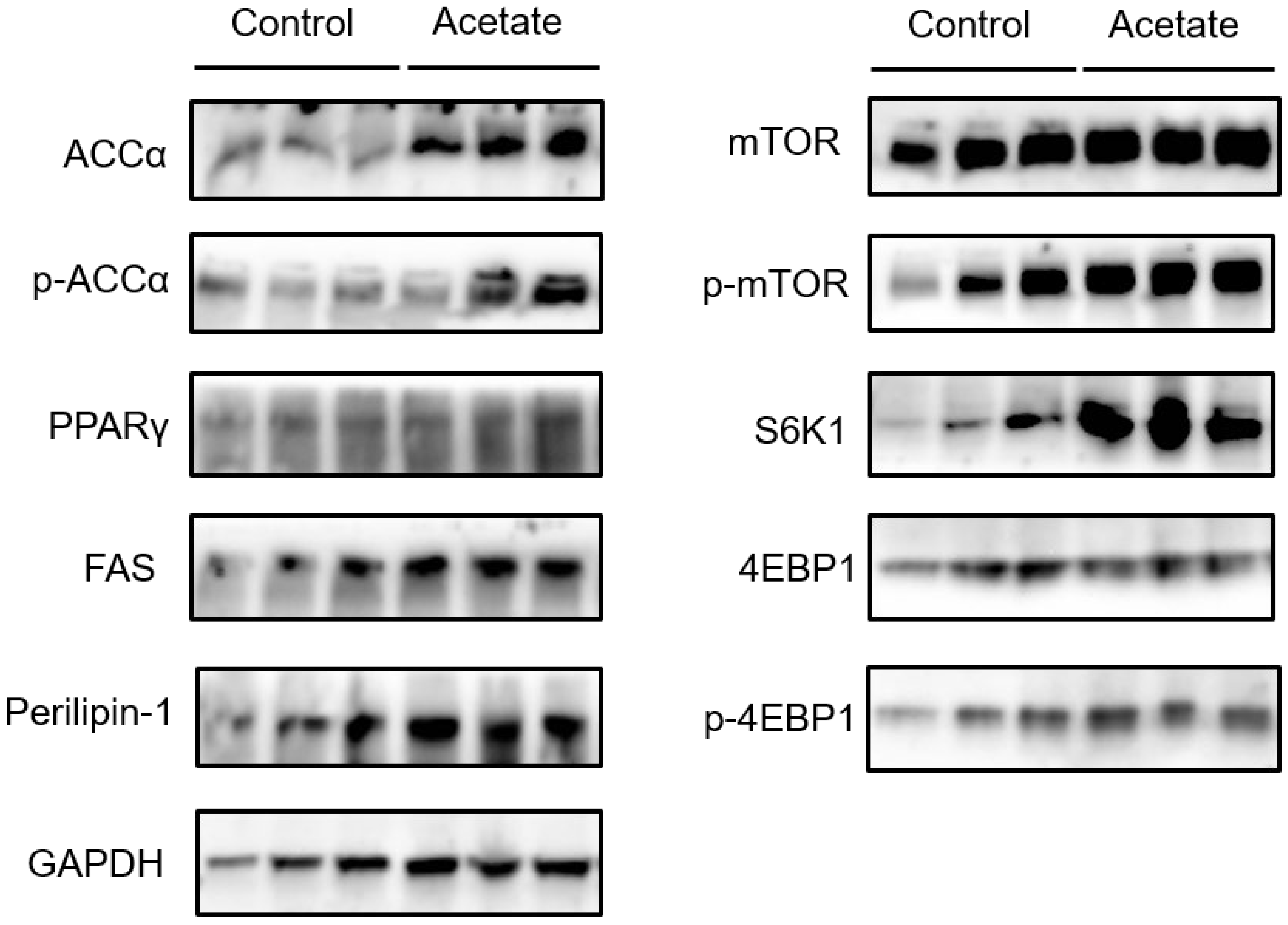 Animals 12 02616 g004 Animals 12 02616 g004